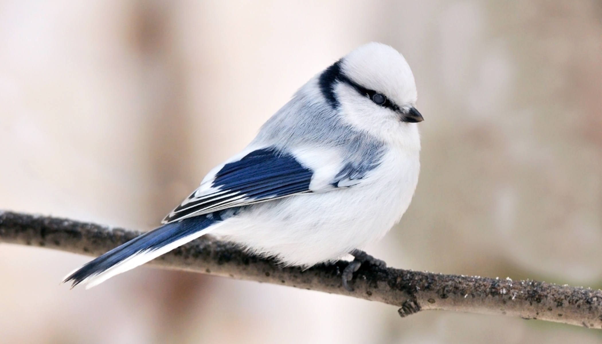 Azure Tit, Frosty Blue Beauty, Tiny Songbird, Captivating Charm, 2100x1200 HD Desktop