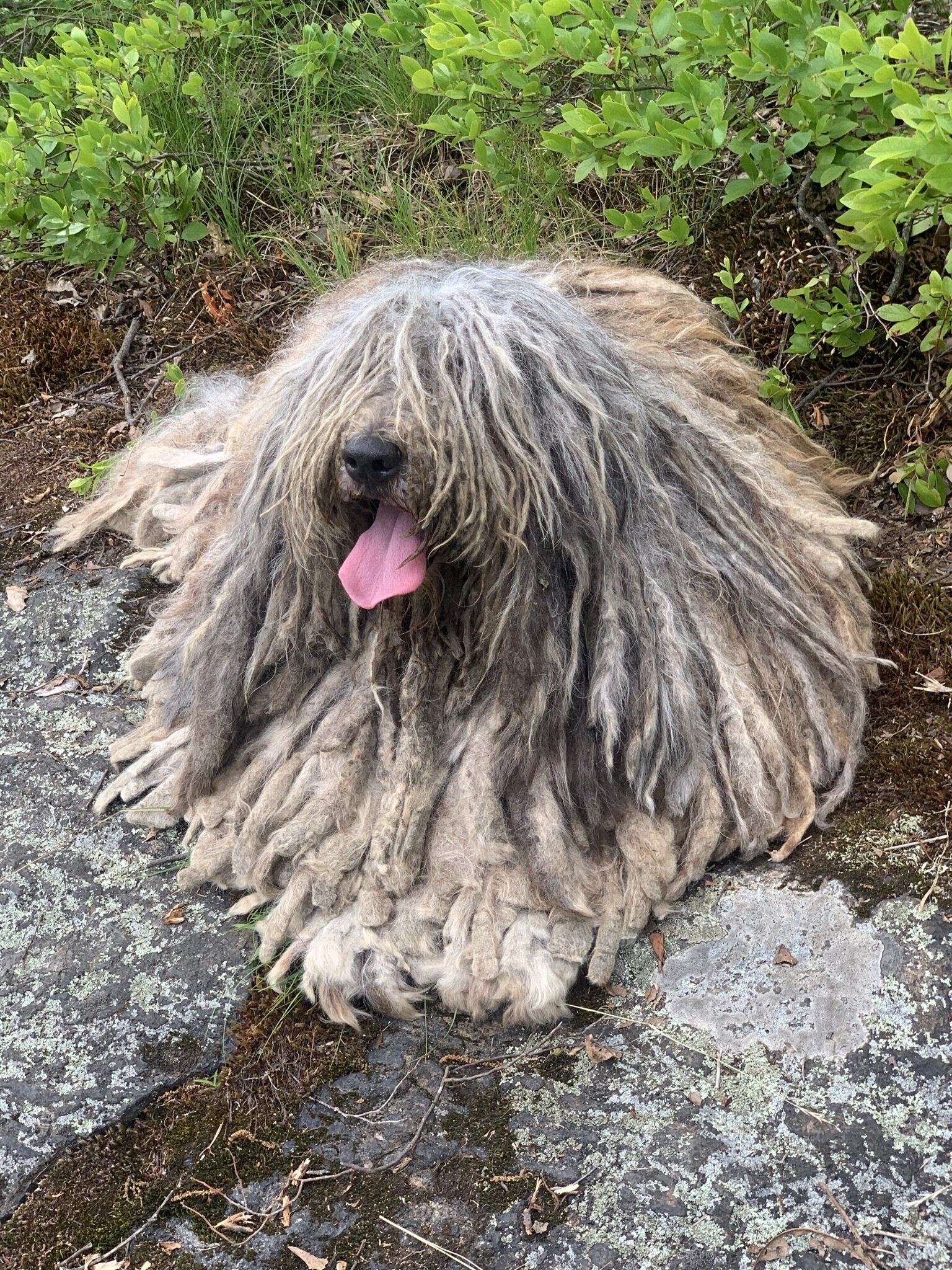 Bergamasco, Chiyo artos, Bergamasco sheepdogs, Animal, 1540x2050 HD Phone