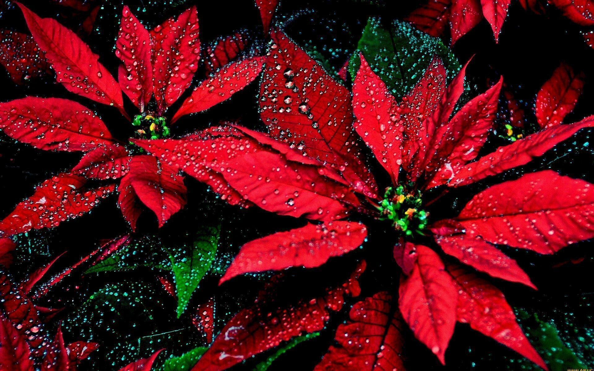 Raindrops, Poinsettia Wallpaper, 1920x1200 HD Desktop