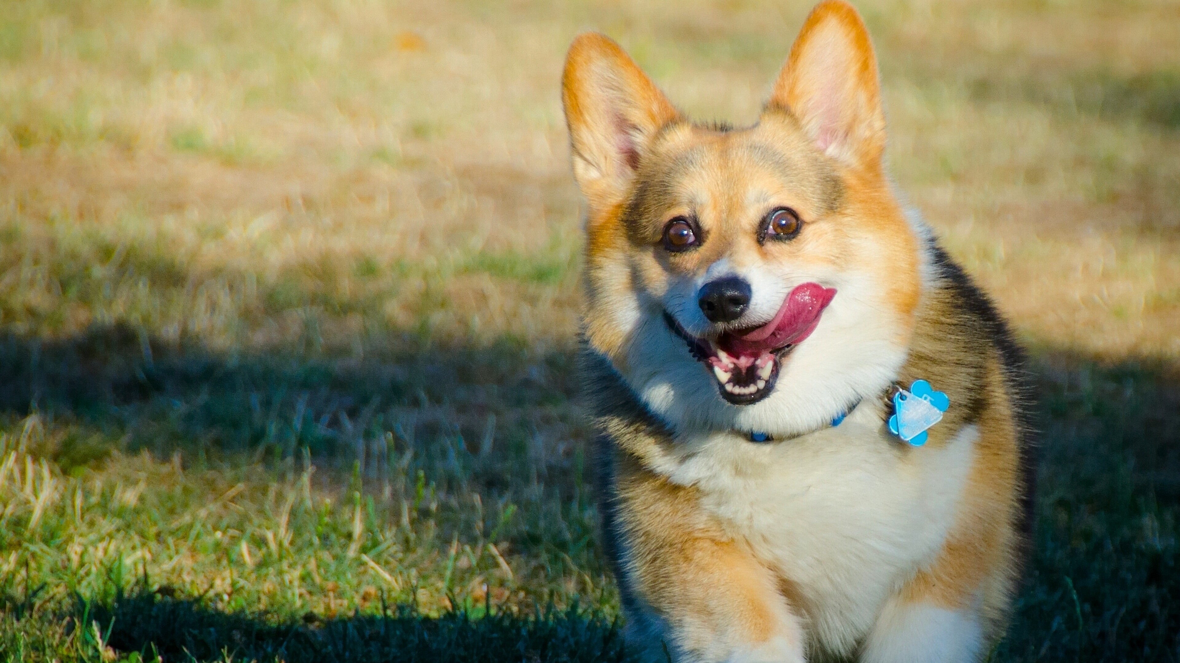 Corgi love, HD wallpapers, Doggie cuteness, Endearing face, 3840x2160 4K Desktop