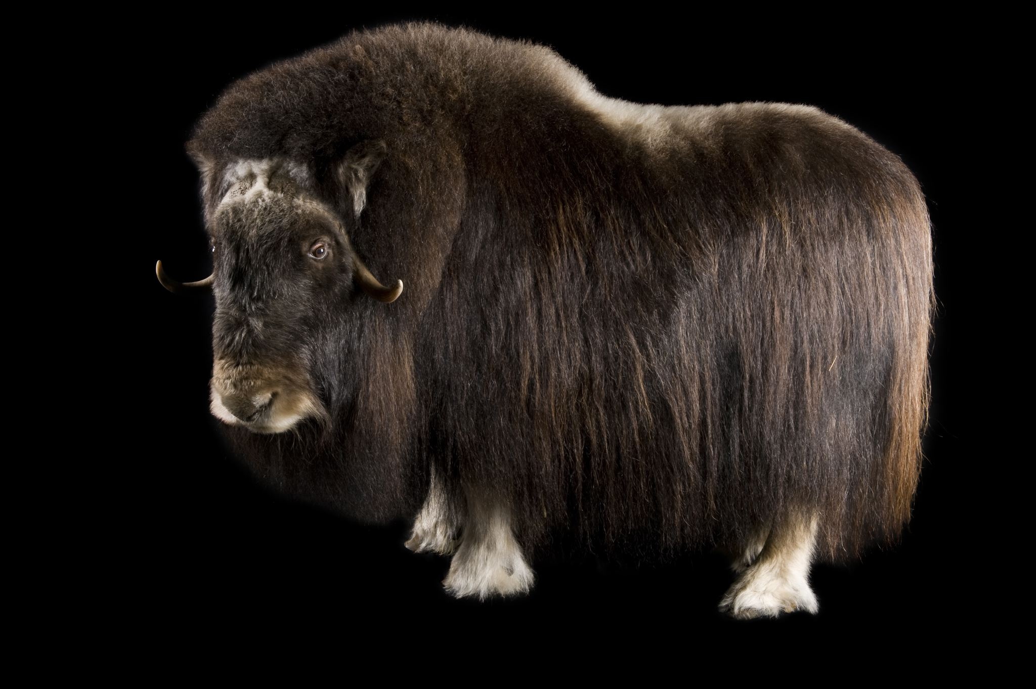 Muskox, Majestic creature, Animal photography, Stunning 4K wallpapers, 2050x1370 HD Desktop