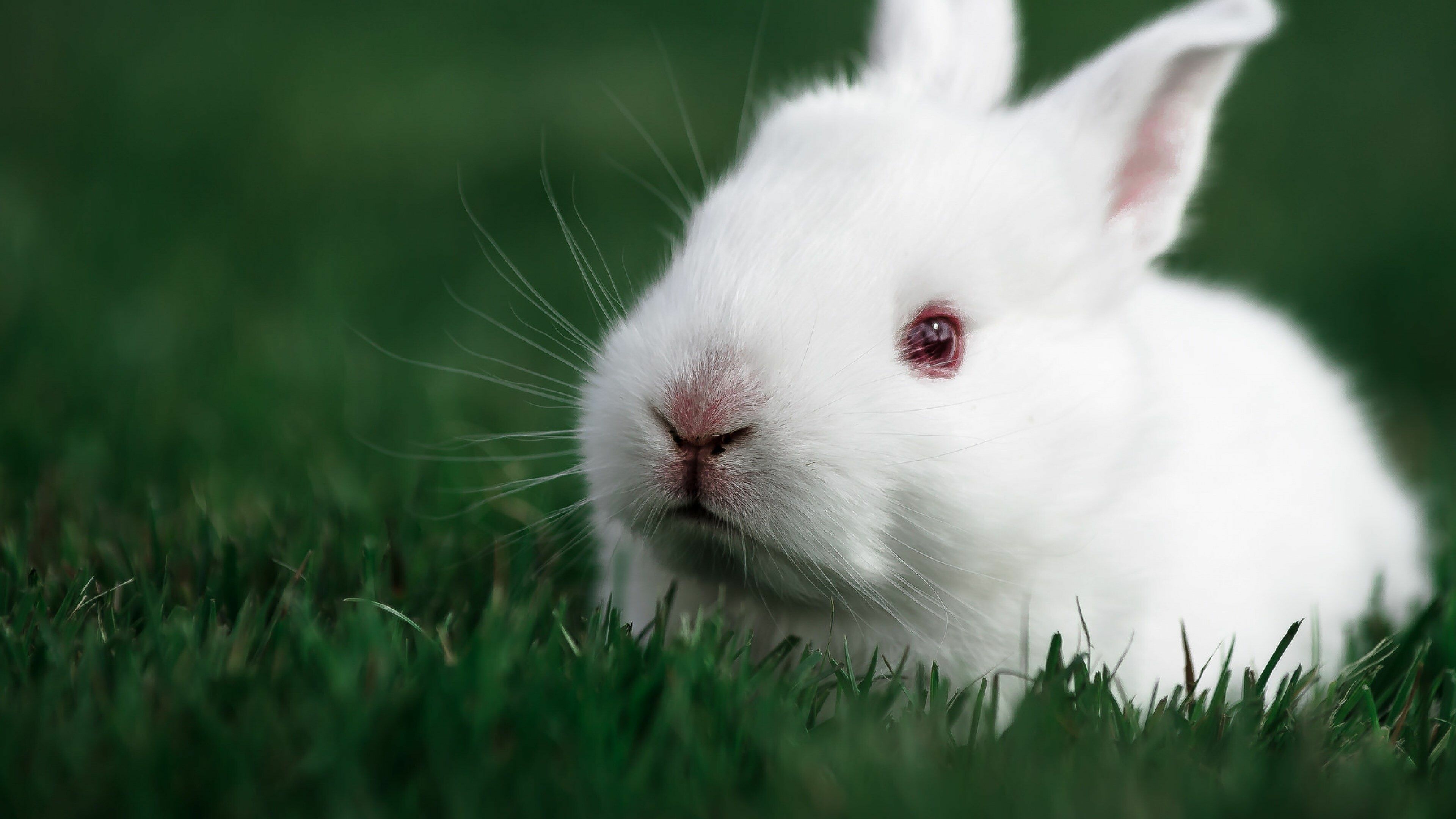 Baby rabbit, Rabbits Wallpaper, 3840x2160 4K Desktop