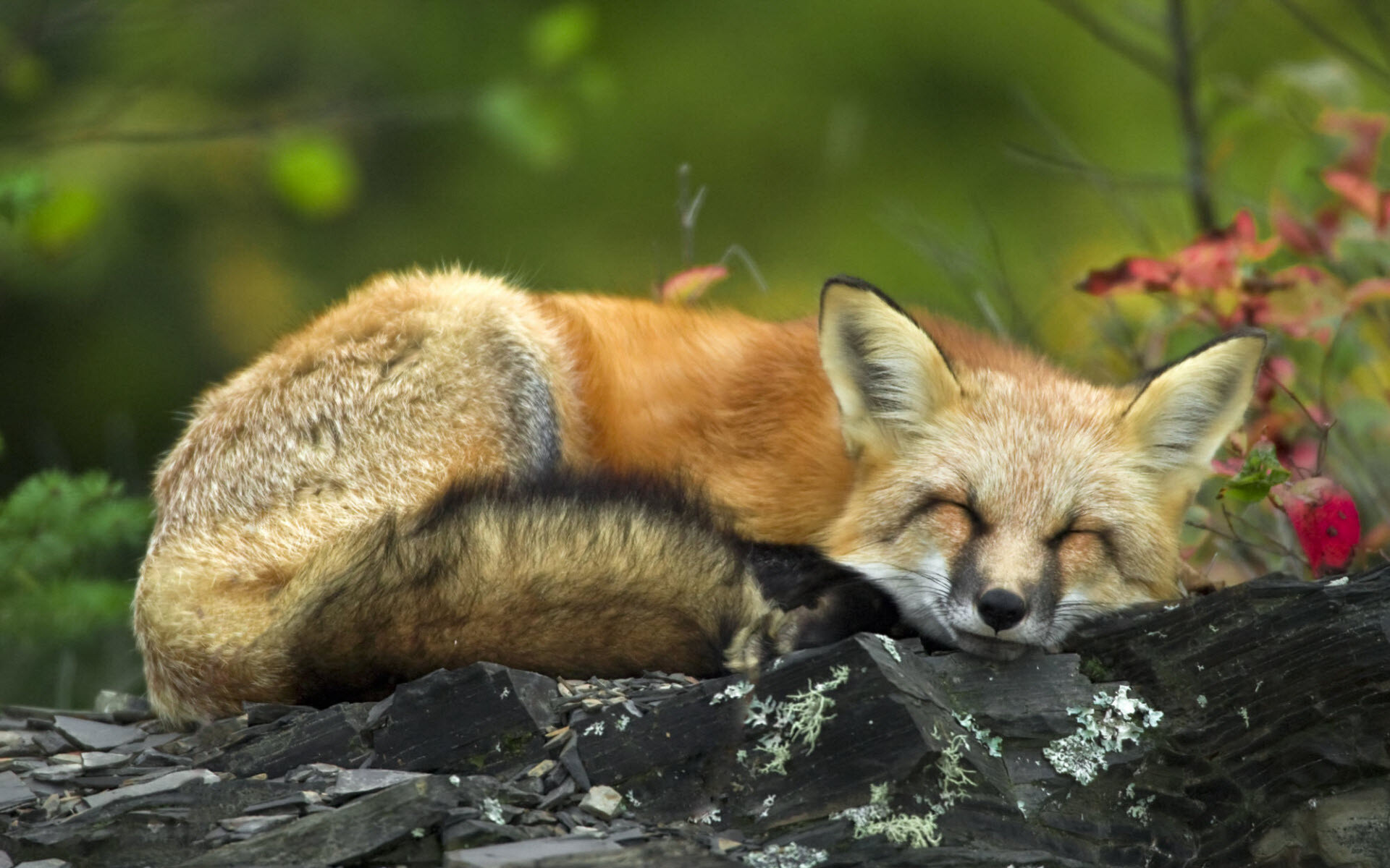 Red fox desktop wallpaper, Immersive view, Full HD beauty, Striking appearance, 1920x1200 HD Desktop