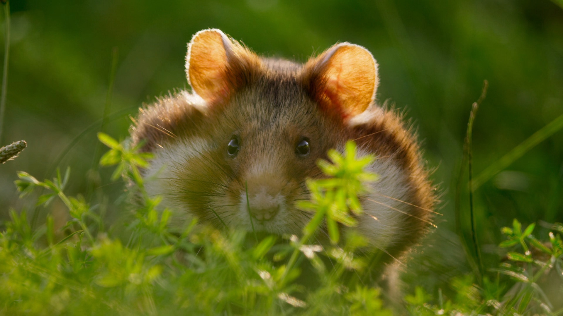 Wild hamster, Cemetery feast, Discovery Brasil, Nature's quirks, 1920x1080 Full HD Desktop