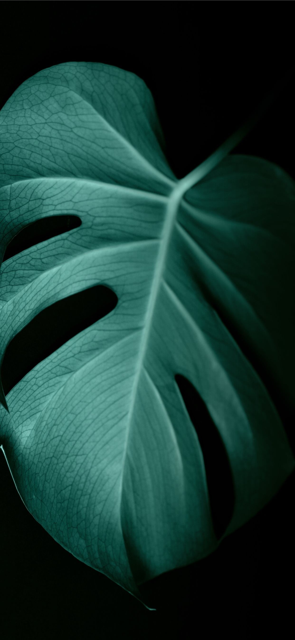 Green Leaf, Dark green leaf wallpapers, Dark green leaf backgrounds, 1250x2690 HD Phone