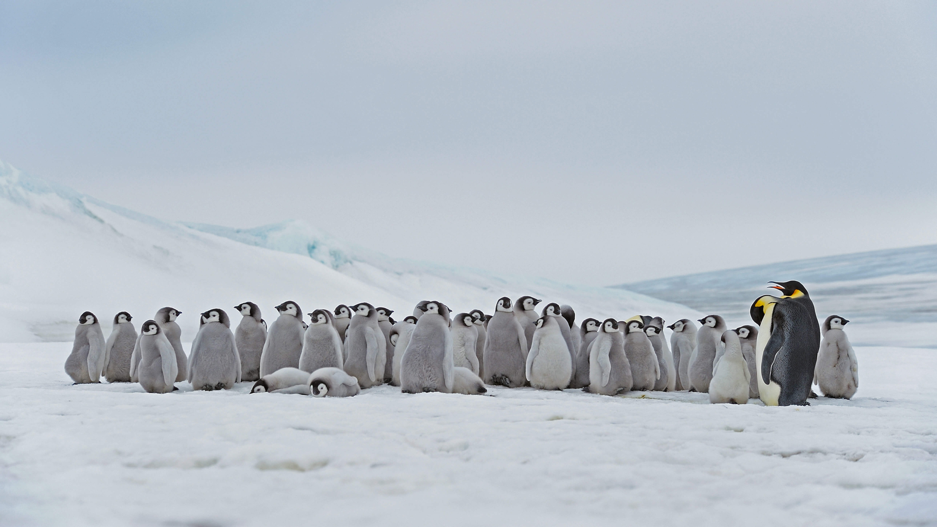 Antarctic penguin wallpaper, High resolution delight, Arctic beauty, HD background, 3000x1690 HD Desktop