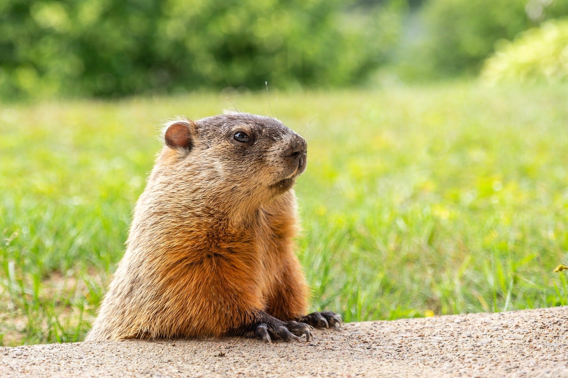 Groundhog, Celebrating Groundhog Day, Dekalb Public Library event, 1920x1280 HD Desktop