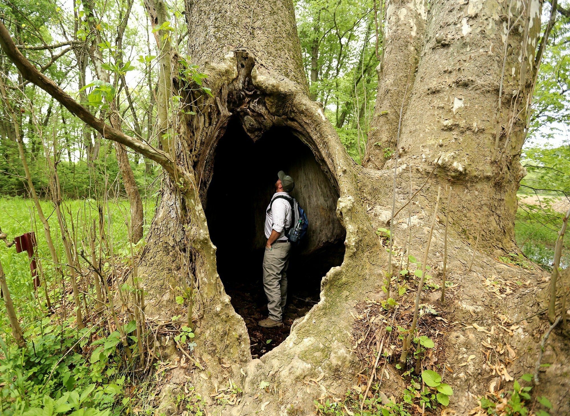 Giant Sycamore, Ohio's Biggest Tree, AP News, 2000x1470 HD Desktop