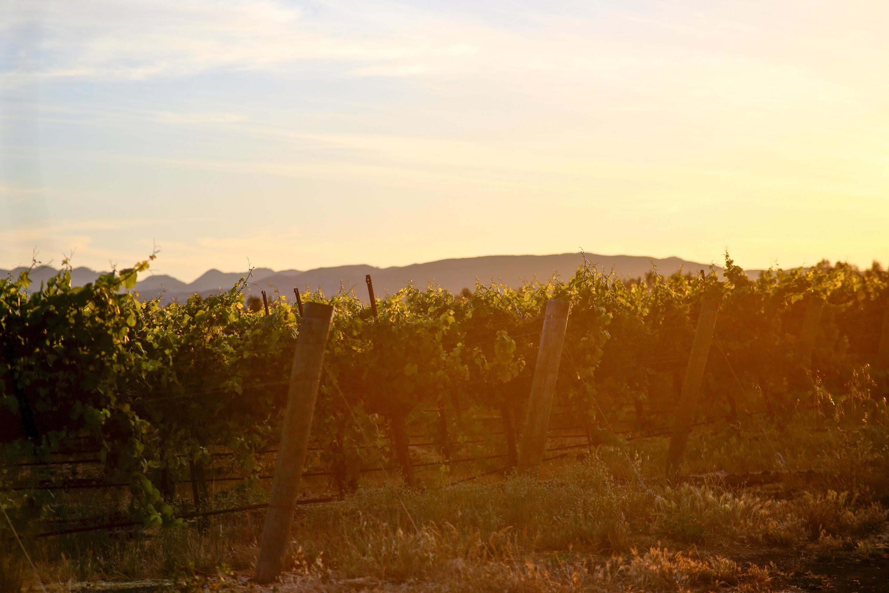 Napa Valley sunset, California wine region, Beautiful vineyards, Stock photo, 2940x1960 HD Desktop