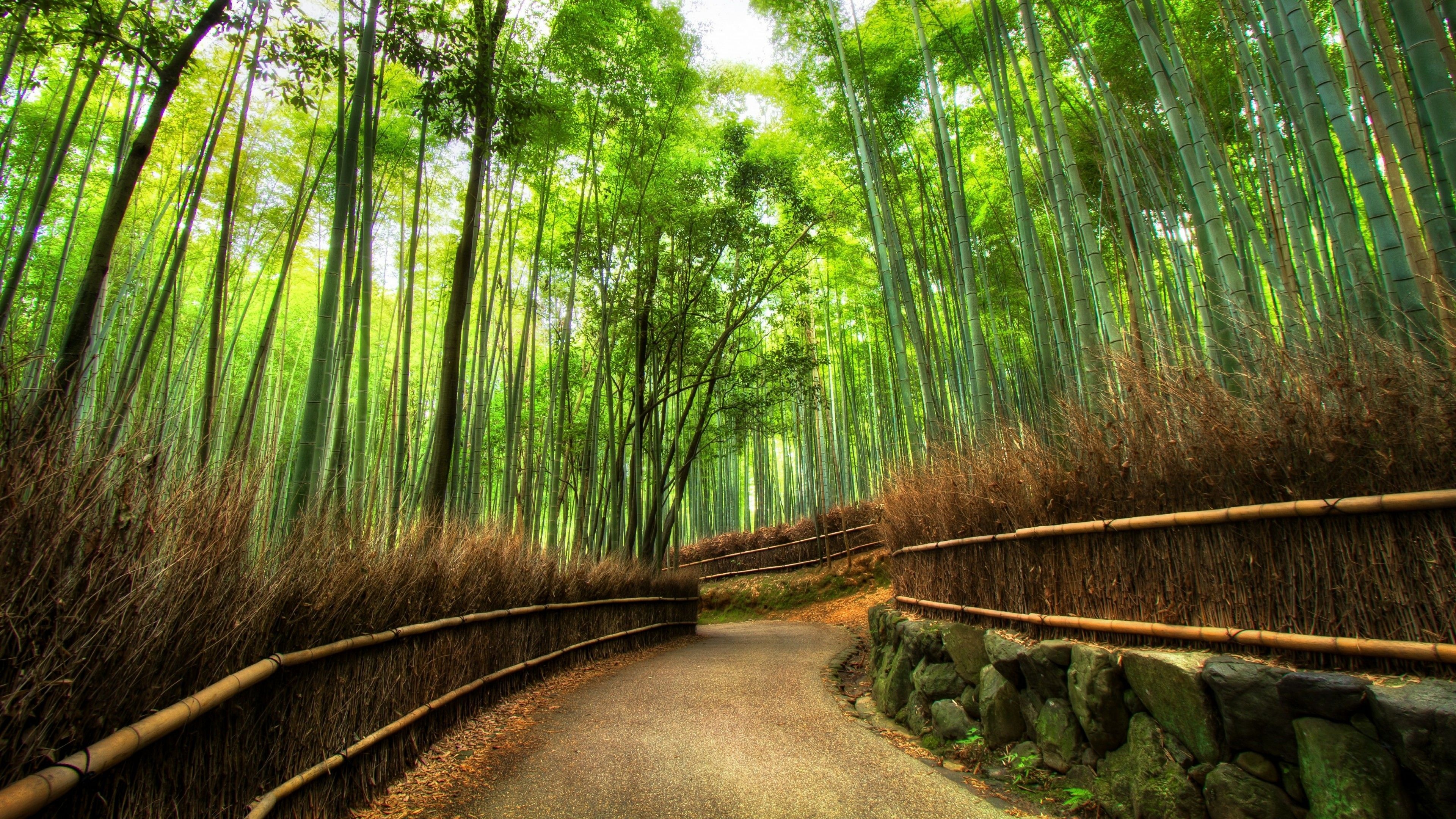 Kyoto forest, Bamboo Wallpaper, 3840x2160 4K Desktop