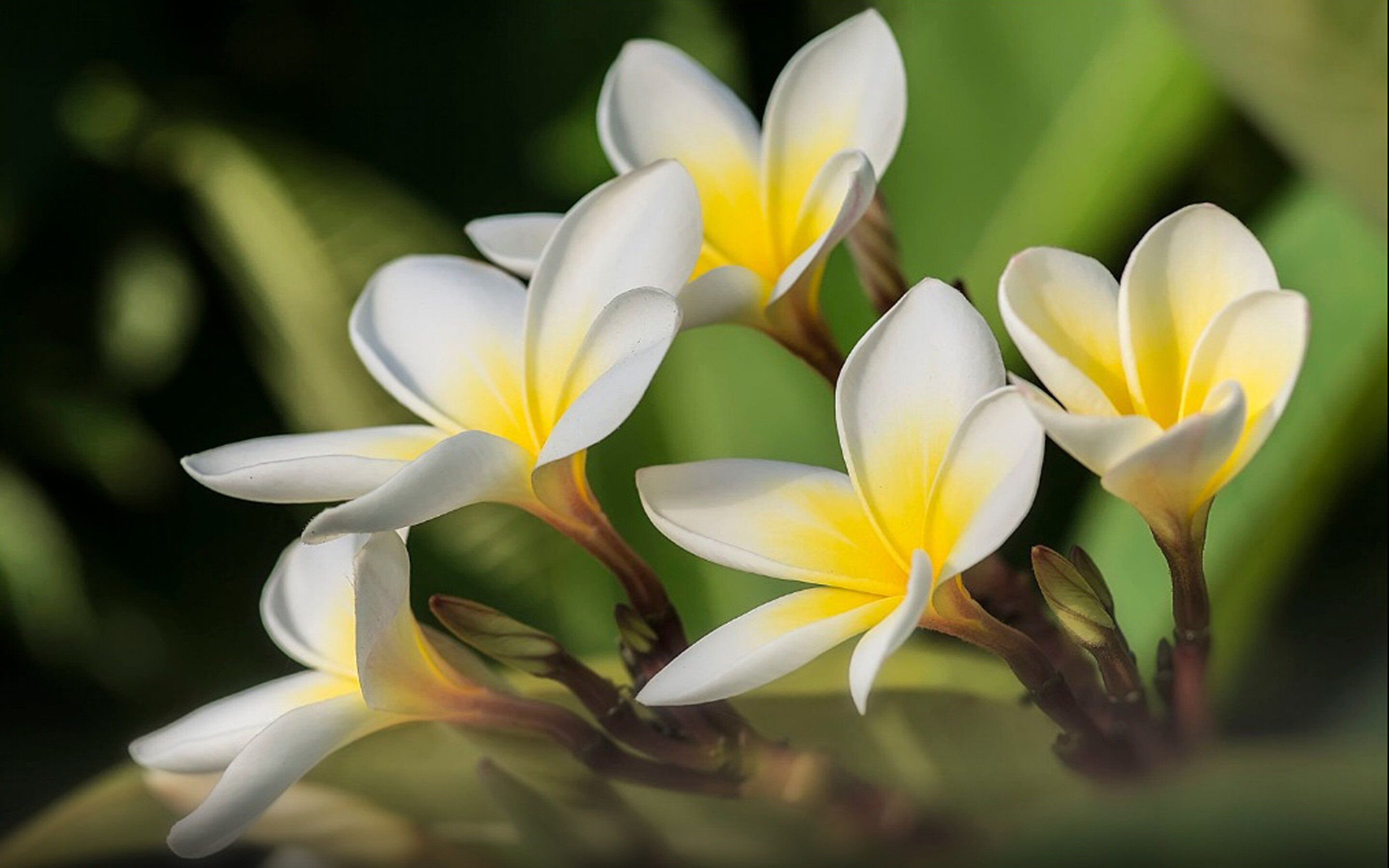 Yellow white flowers, Lovely backdrop, Desktop wallpaper, Vibrant blooms, 2880x1800 HD Desktop