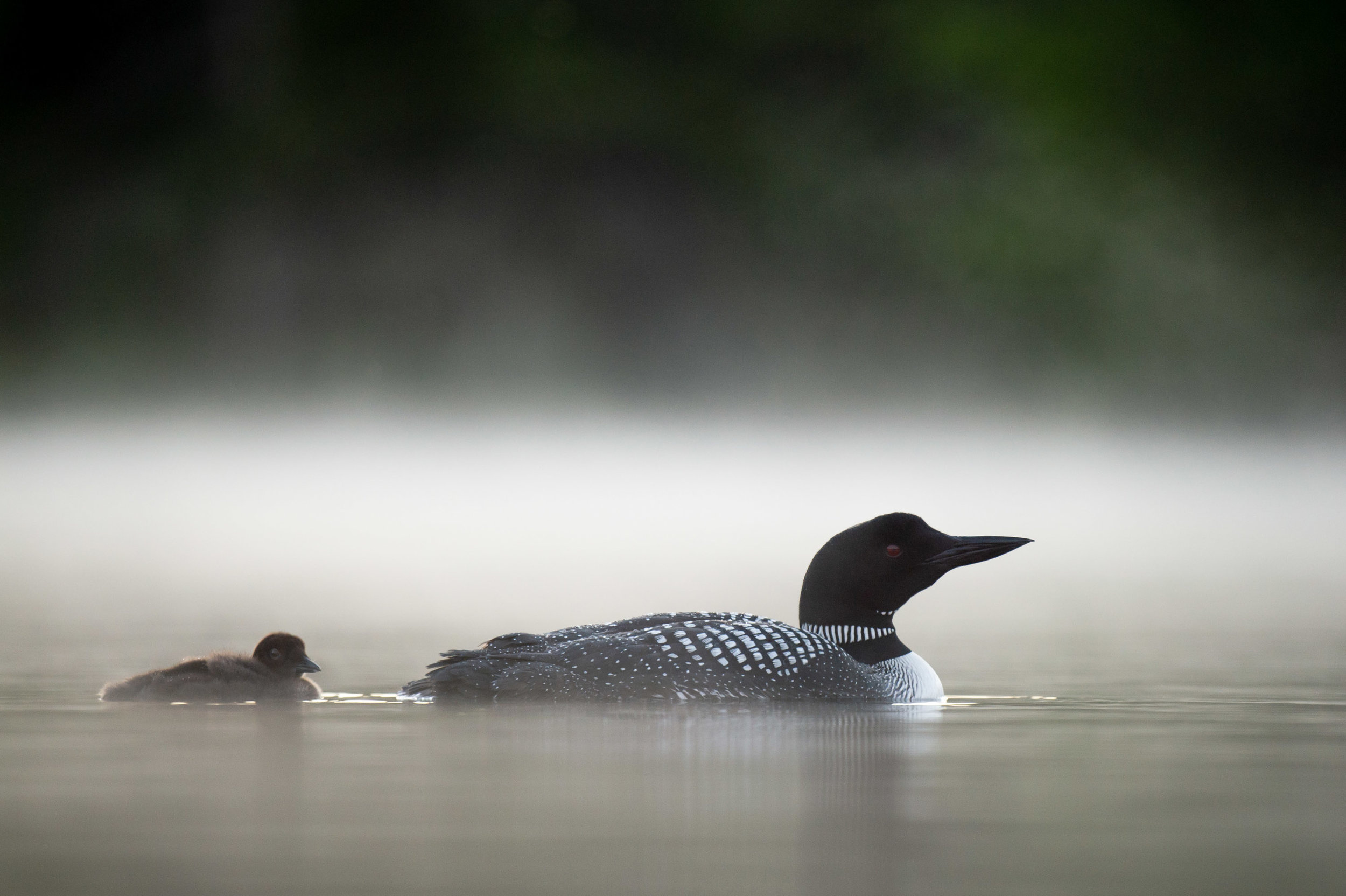 Common loons, New Hampshire trip, Ray Hennessy, Wildlife, 2500x1670 HD Desktop