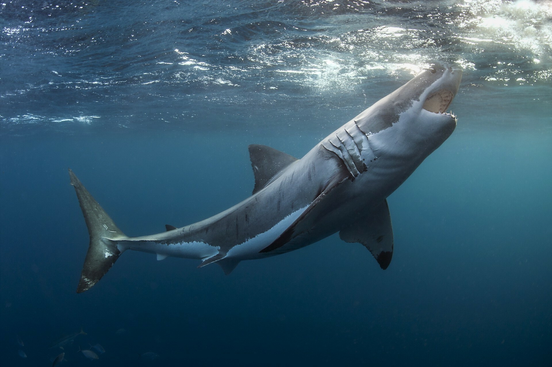 Great white shark, Imposing presence, High-resolution wallpaper, Apex predator, 1920x1280 HD Desktop