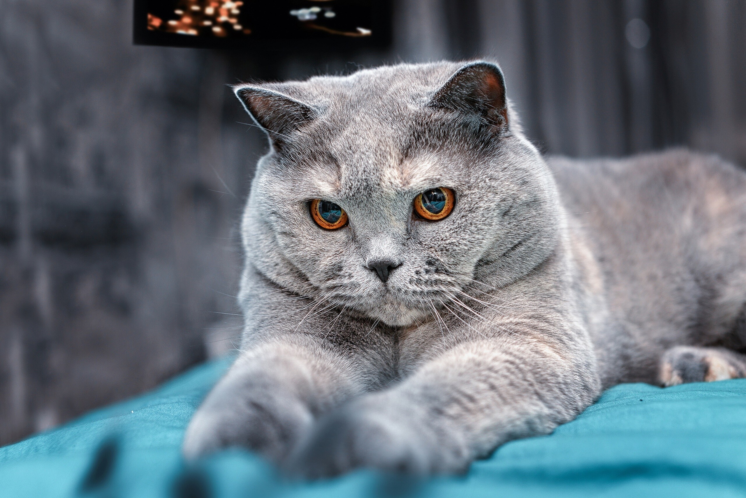 Copper eyes, British Shorthair Wallpaper, 2560x1710 HD Desktop