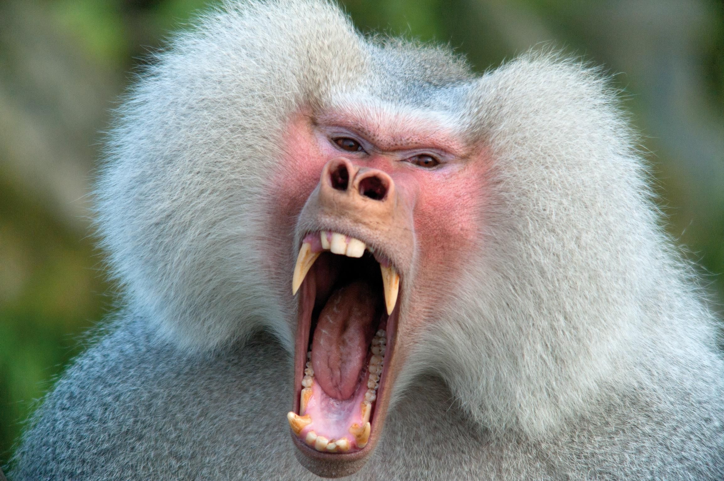 Baboon wallpapers, Free backgrounds, Primate portraits, Animal kingdom, 2310x1540 HD Desktop