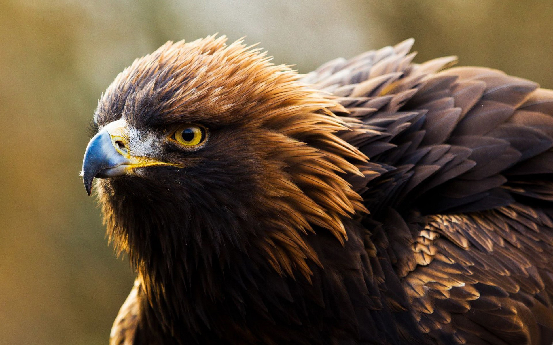 Hawk wallpaper, Bird, Wildlife, Free download, 1920x1200 HD Desktop