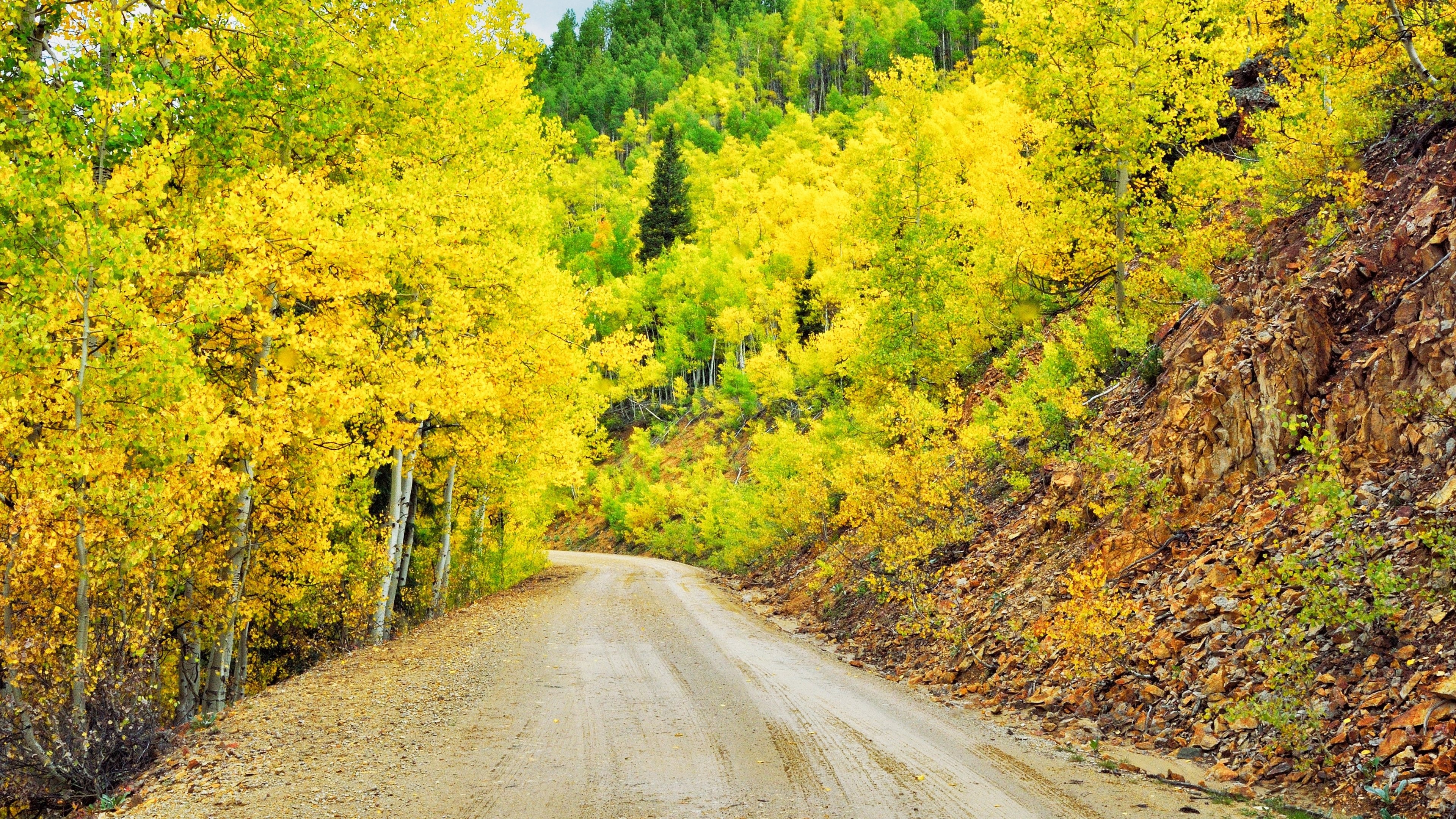 Golden trees, Mesmerizing wallpaper, Nature's masterpiece, Captivating visual, 3840x2160 4K Desktop