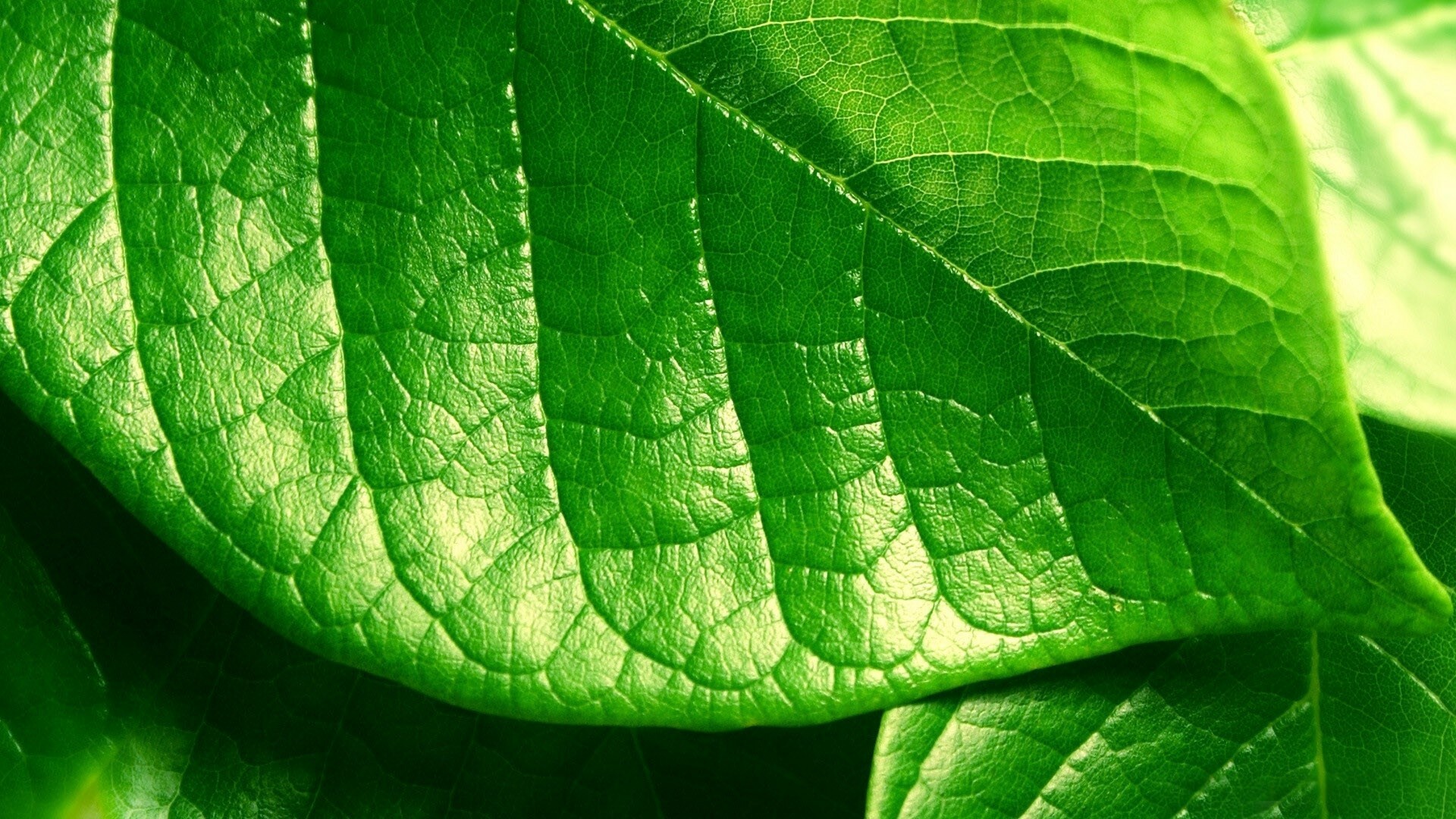 Leaf wallpaper, HD free download, 1920x1080 Full HD Desktop