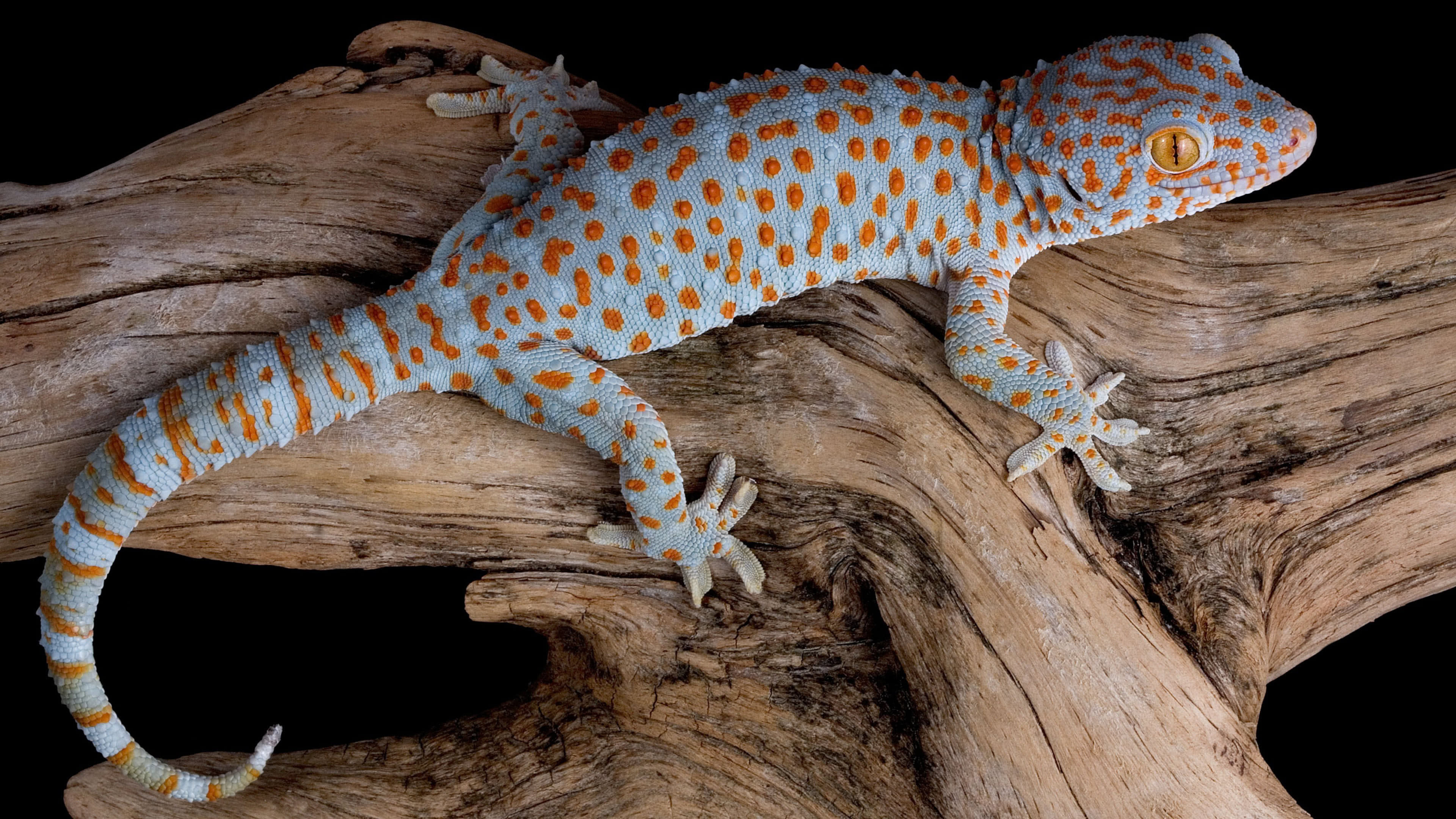 Tokay, Geckos Wallpaper, 3840x2160 4K Desktop