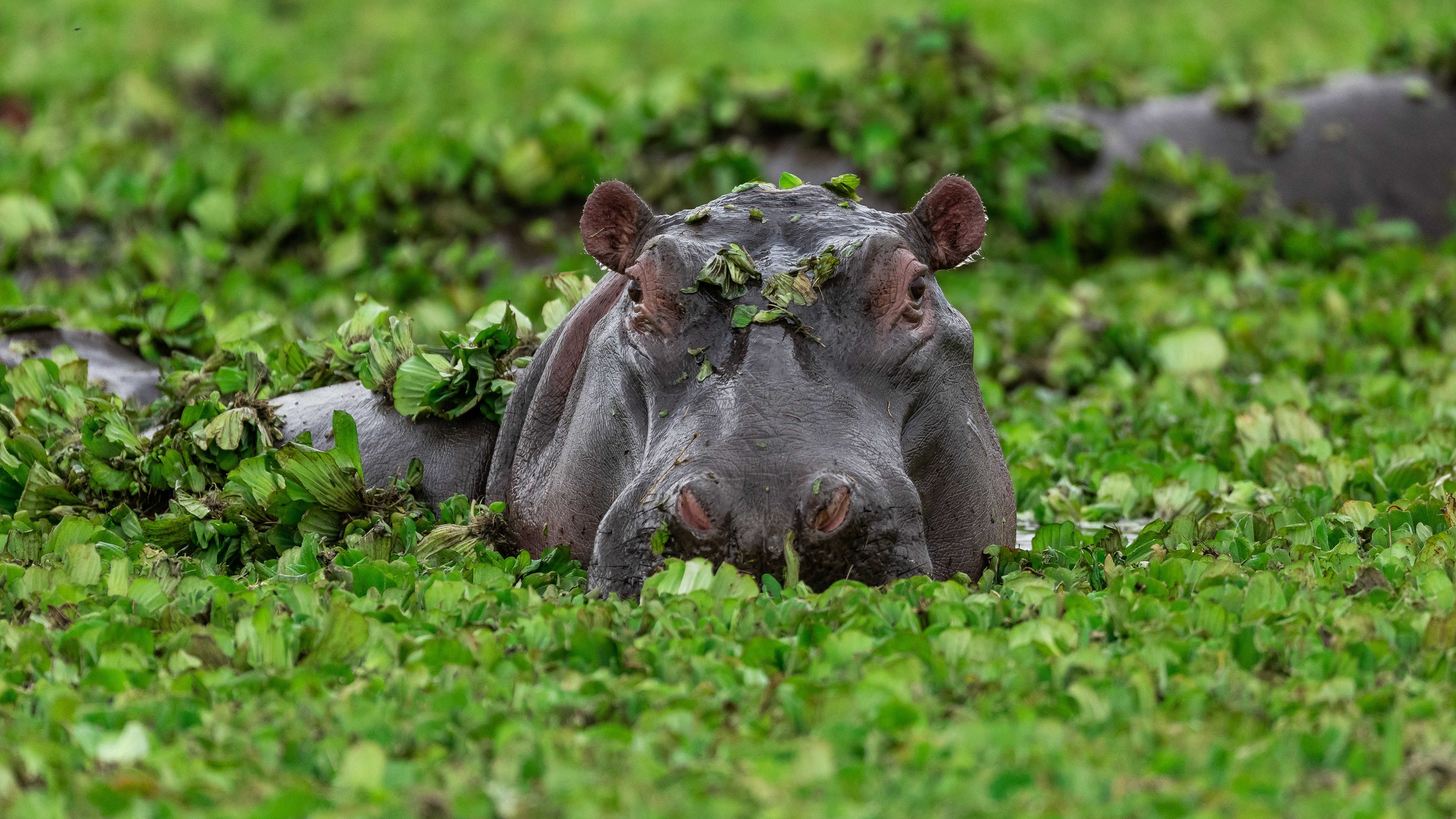 Hippo 4K ultra HD wallpaper, Magnificent image, Wildlife beauty, Nature's marvels, 3840x2160 4K Desktop