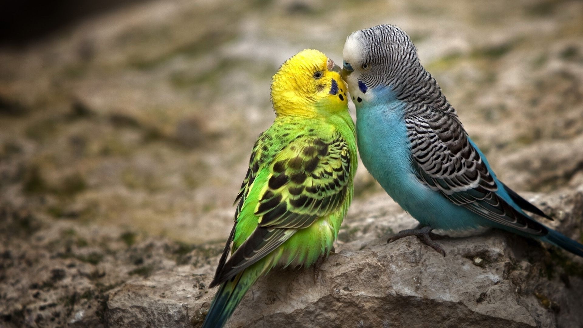 Birds lovebirds wallpapers, Desktop and mobile backgrounds, HD, Colorful, 1920x1080 Full HD Desktop