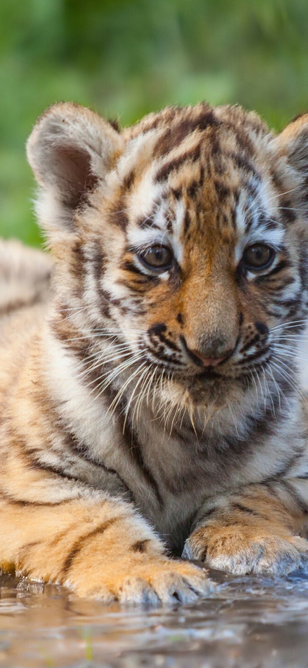 Tiger Cub, Animals, Cute, Water, 1080x2340 HD Phone