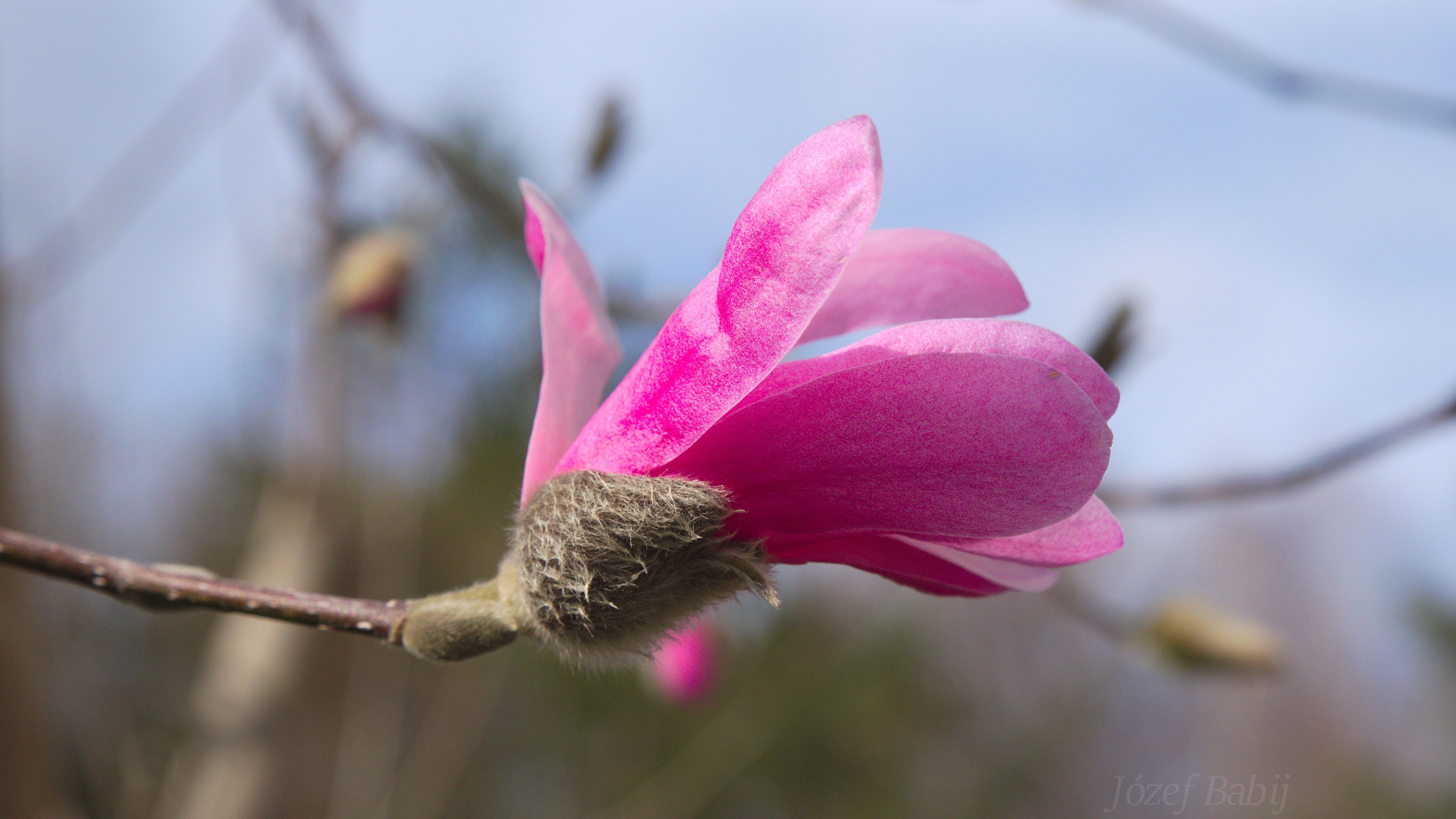 Magnolia plants, Magnolia, 3840x2160 4K Desktop