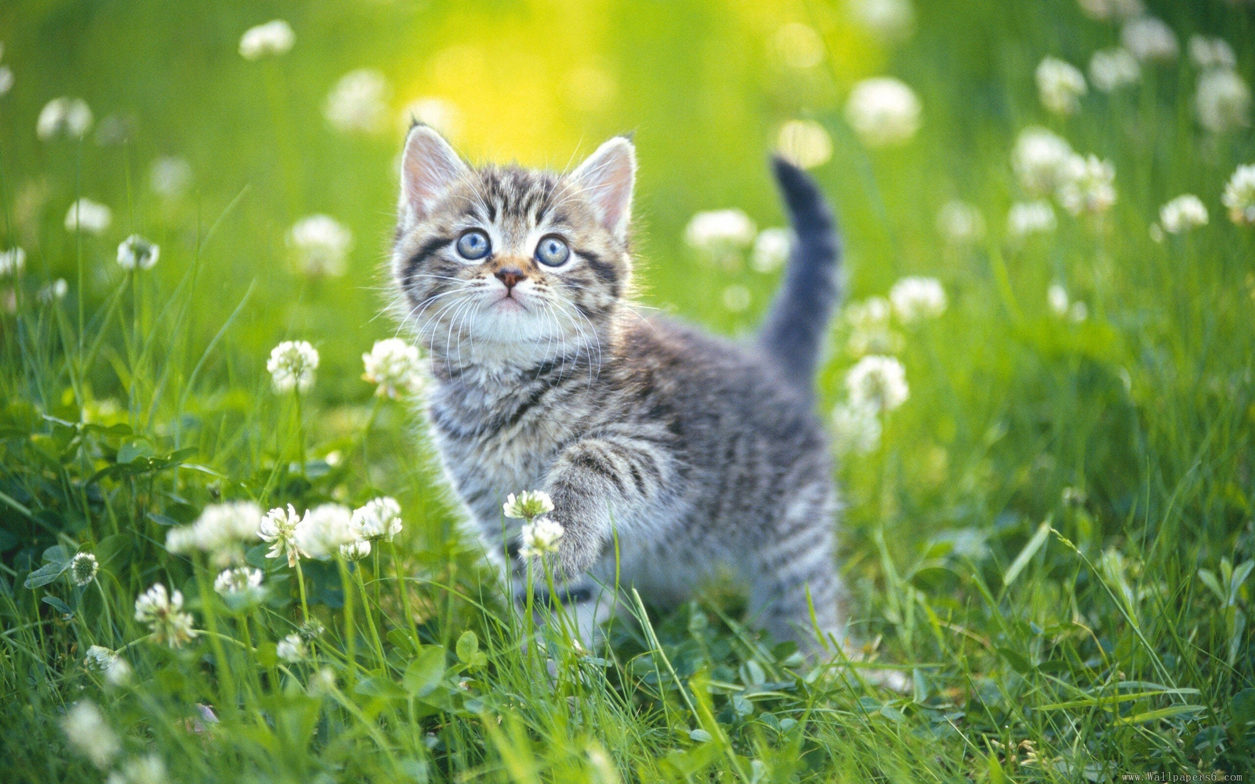 Cute kitten wallpapers, Adorable backgrounds, Desktop sweetness, Endearing feline charm, 2560x1600 HD Desktop