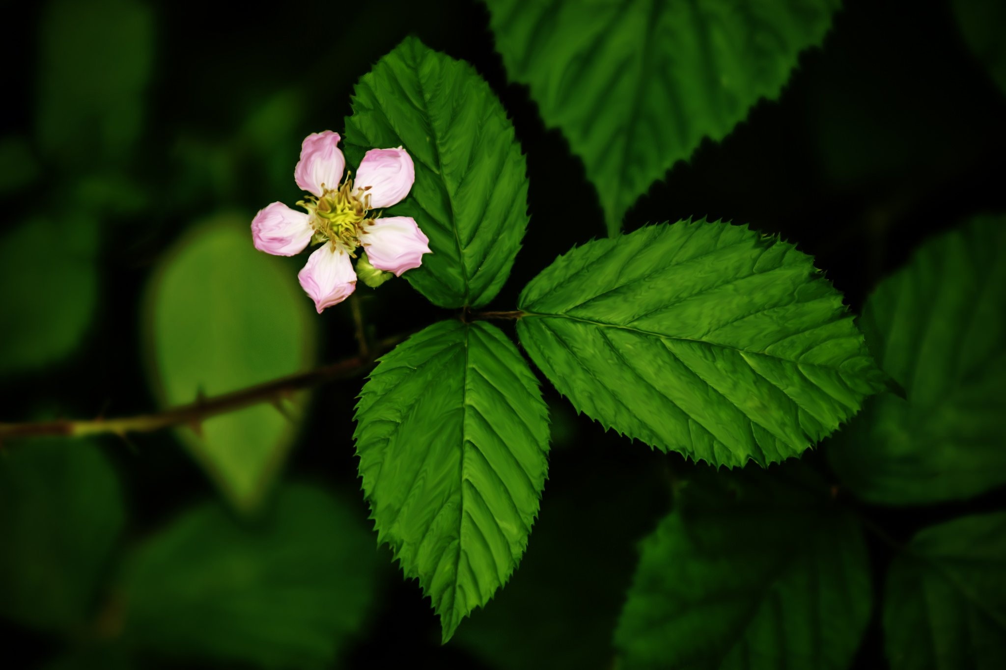 Blackberry, Green Leaf Wallpaper, 2050x1370 HD Desktop