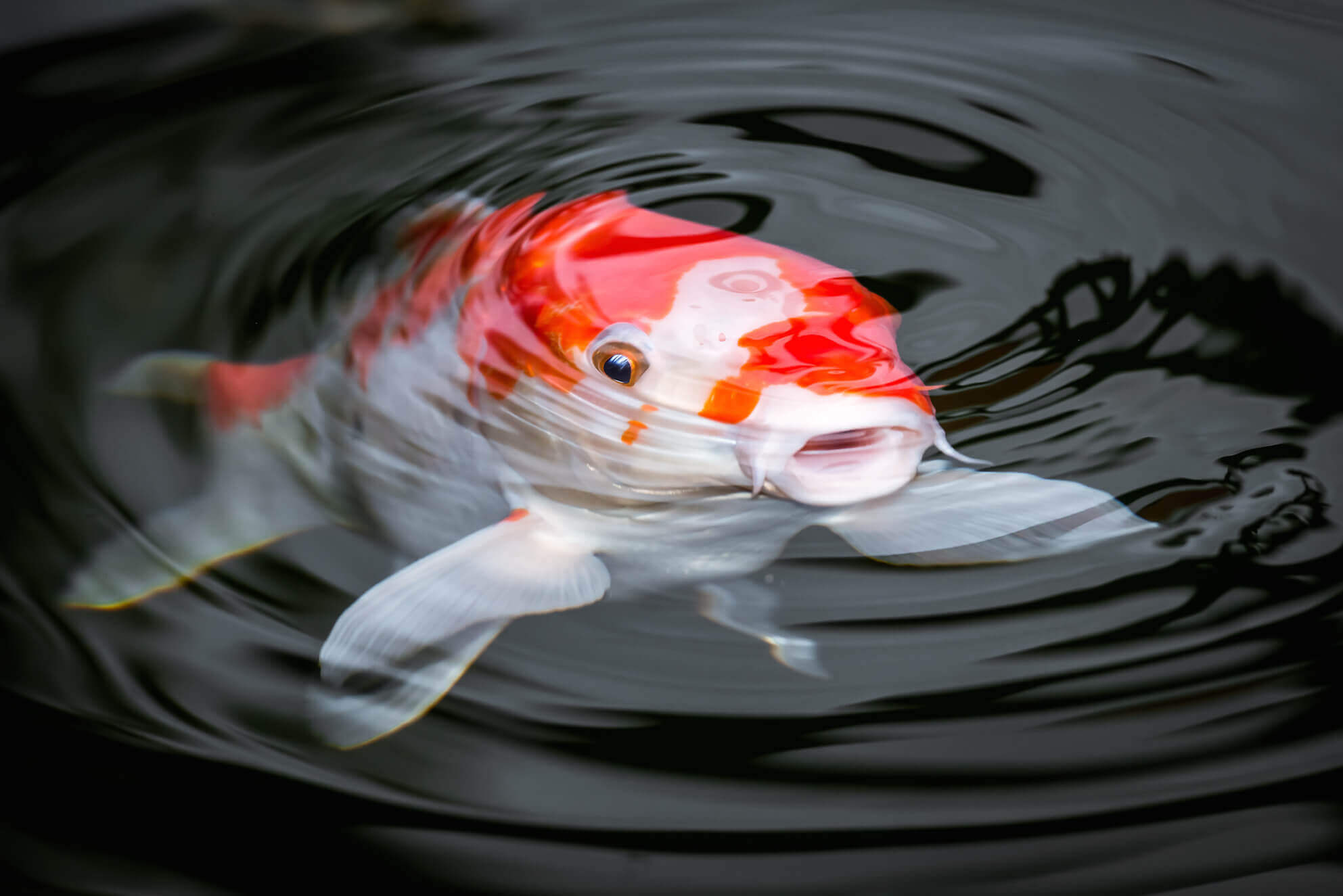 Fischgut Primus Koi, Karpfen kaufen online, Shop reliable, High-quality fish, 1990x1330 HD Desktop