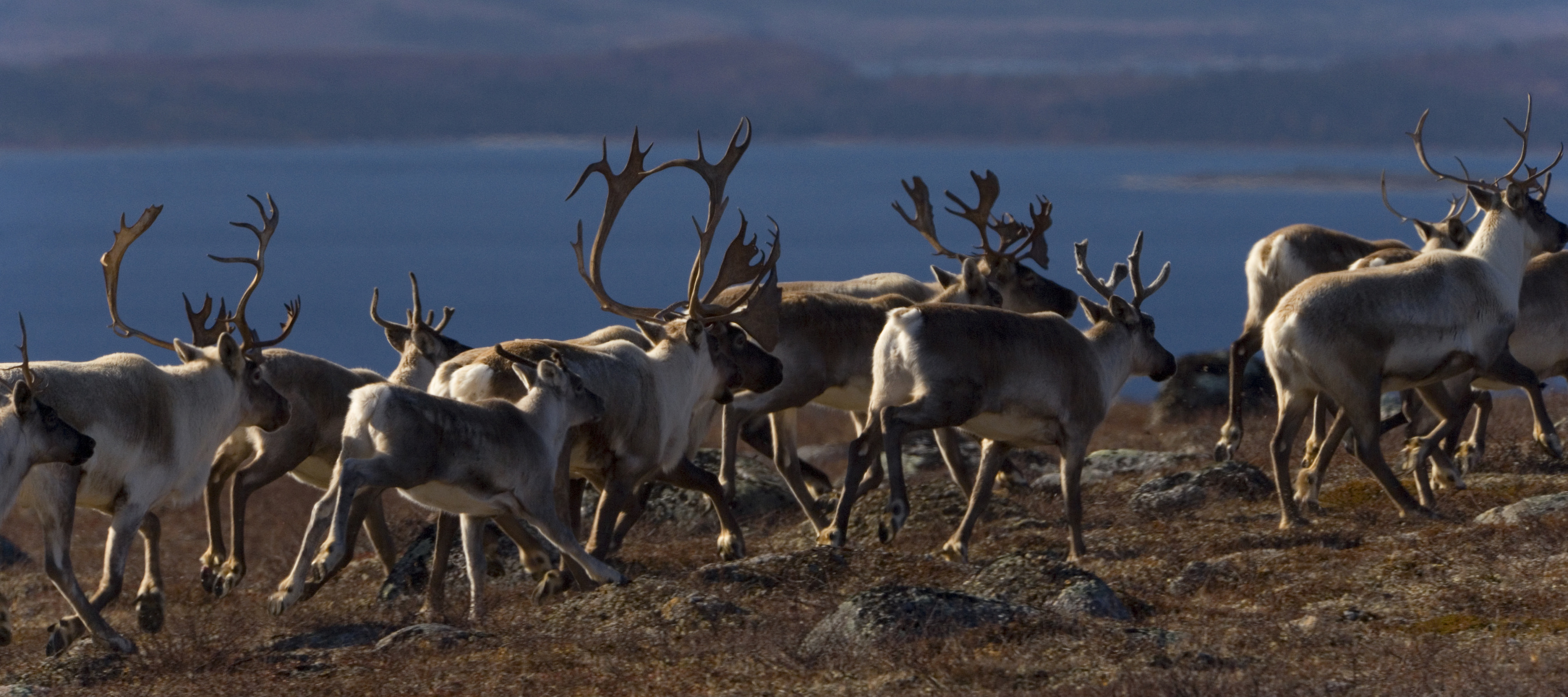 Caribou wallpapers, High-quality images, 4K resolution, Animal photographs, 2700x1200 Dual Screen Desktop