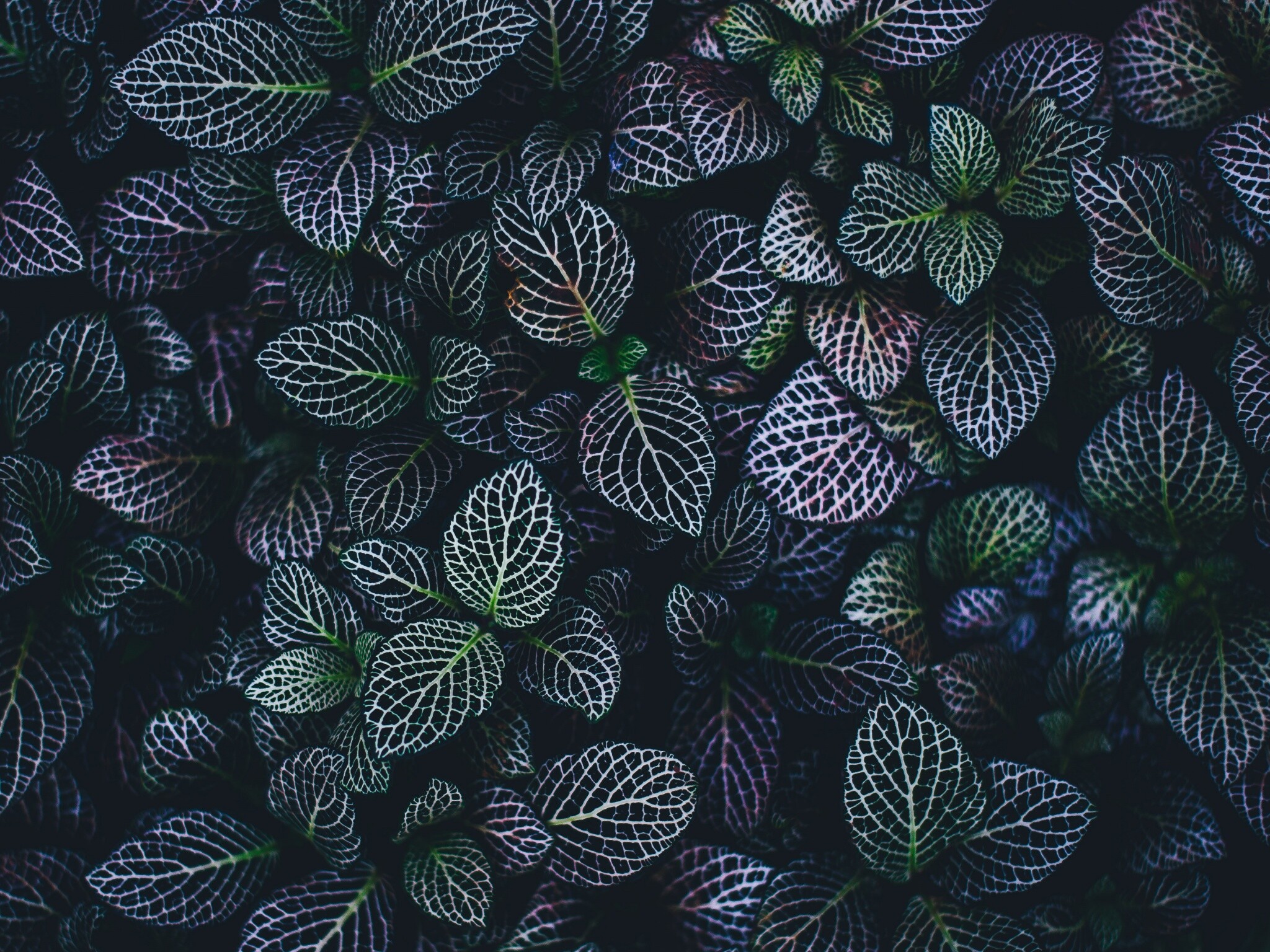 Leaves wallpaper 4k, Botanical garden vibes, Organic patterns, Plant beauty, 2050x1540 HD Desktop