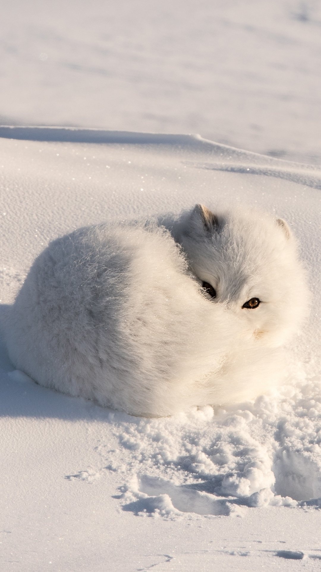 Animal, Arctic Fox, 1080x1920 Full HD Phone