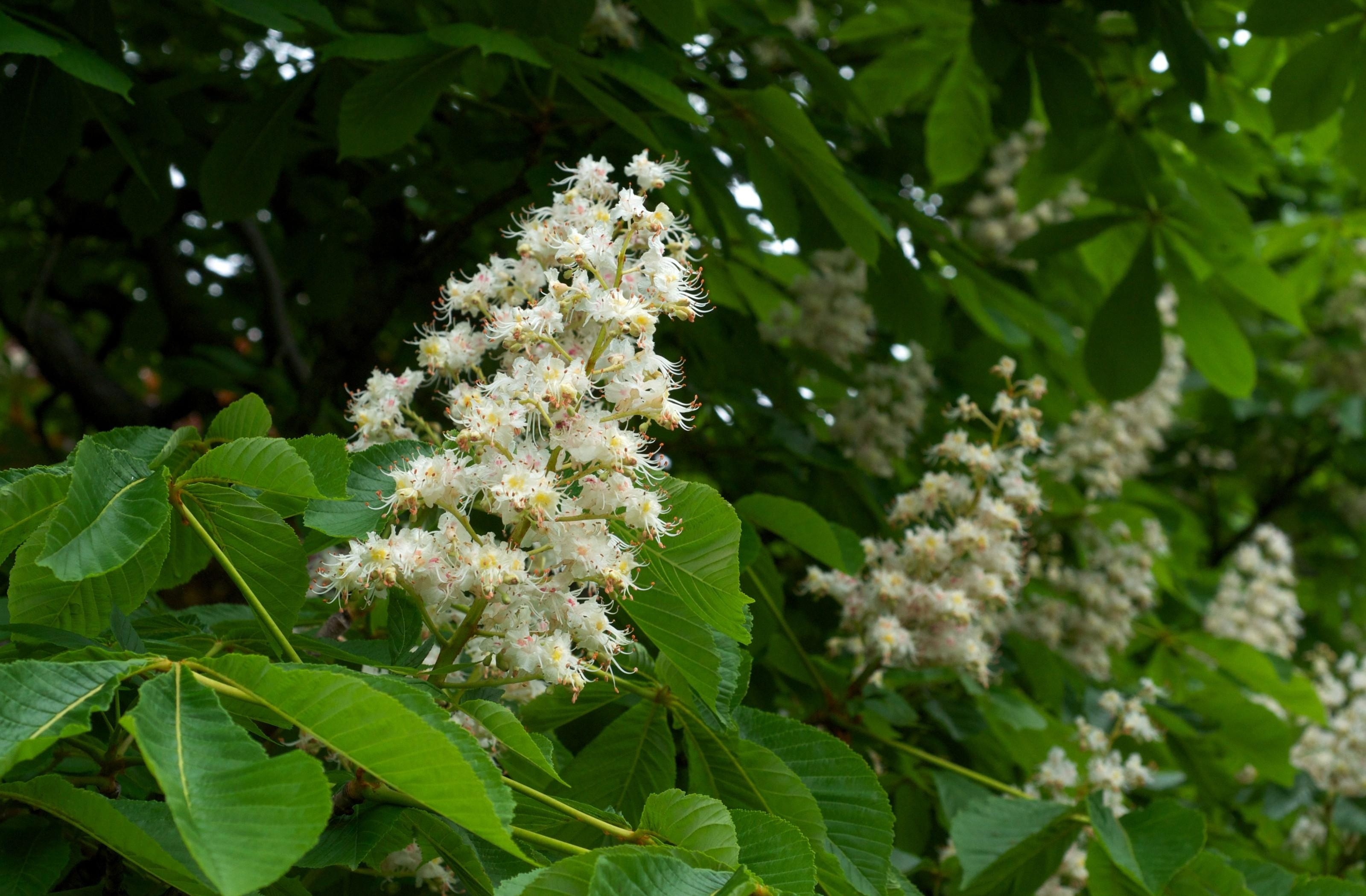 Chestnut tree, Nature, Tree bark, Leaves, 3200x2100 HD Desktop