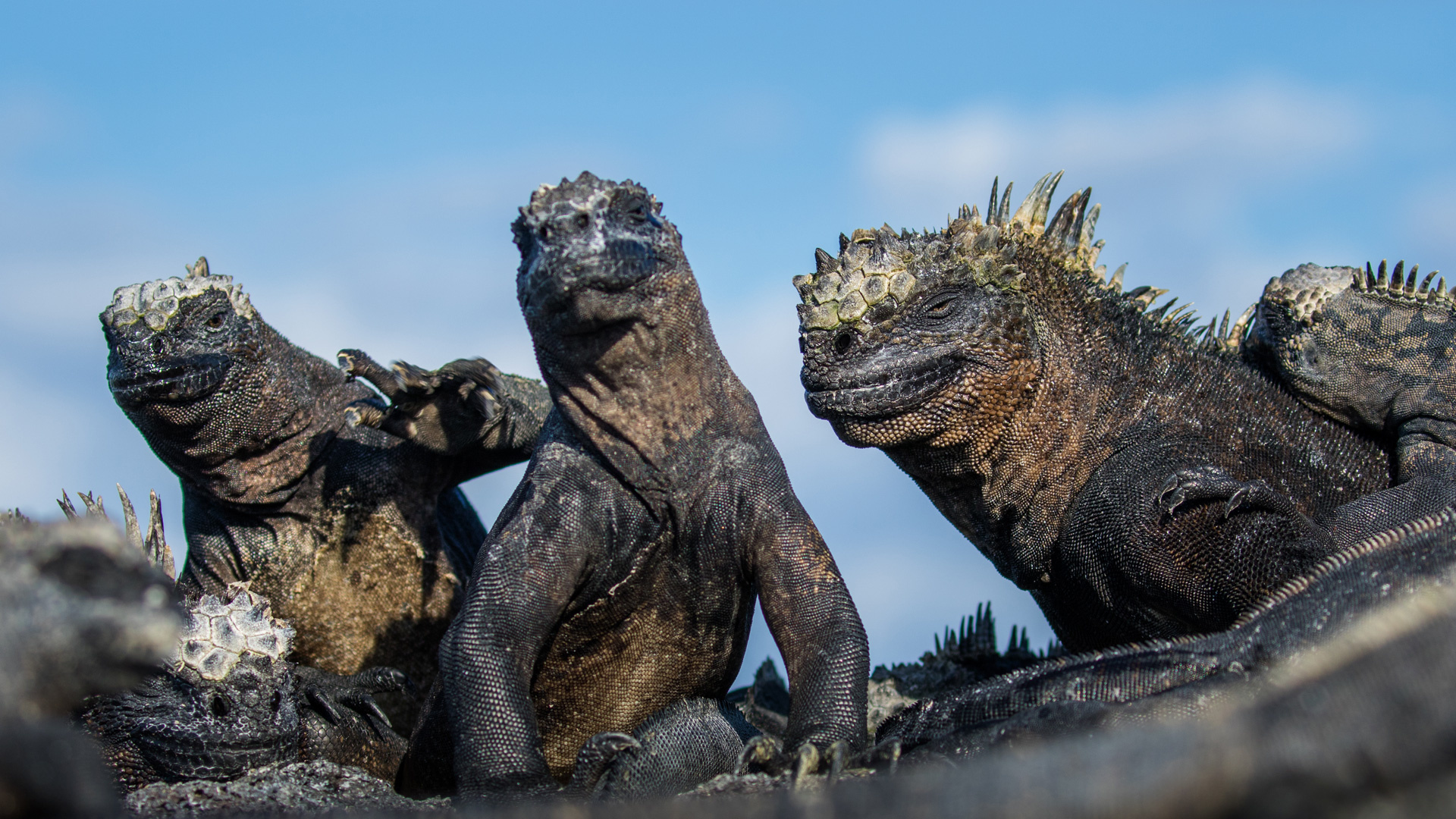 Wildlife, South and Western Galapagos, 1920x1080 Full HD Desktop