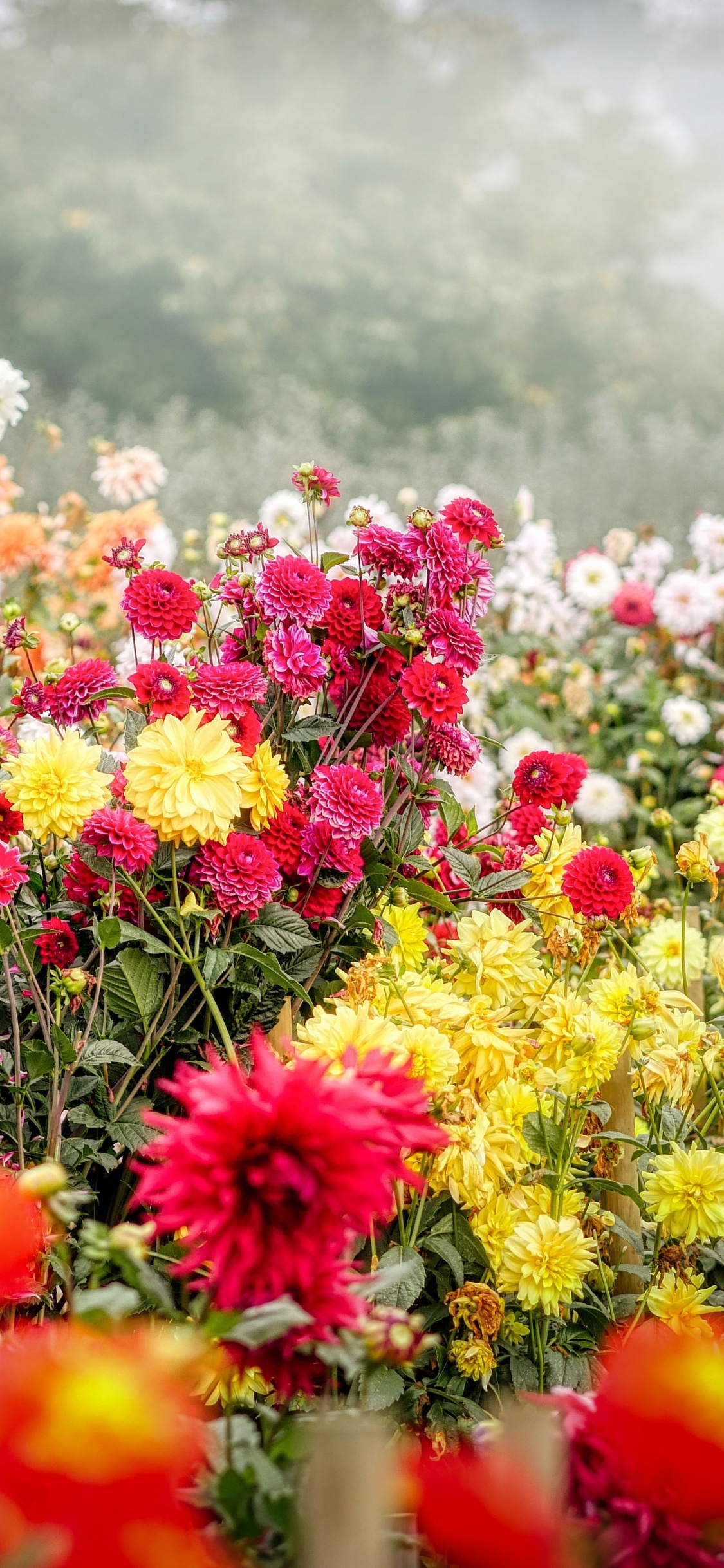 Dahlia, Flower Garden Wallpaper, 1130x2440 HD Phone