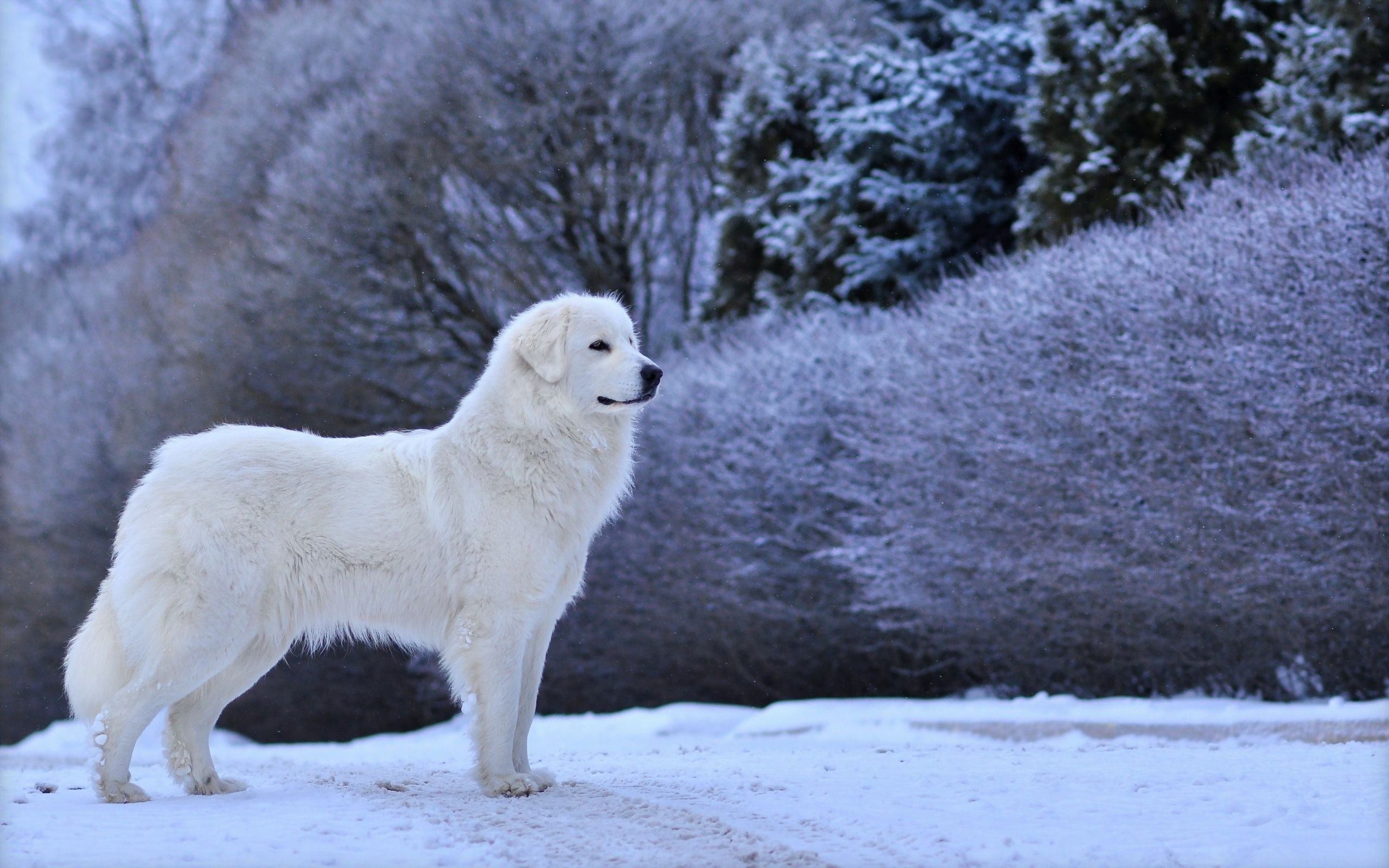 Great Pyrenees Wallpapers, Cave Photos, 2560x1600 HD Desktop