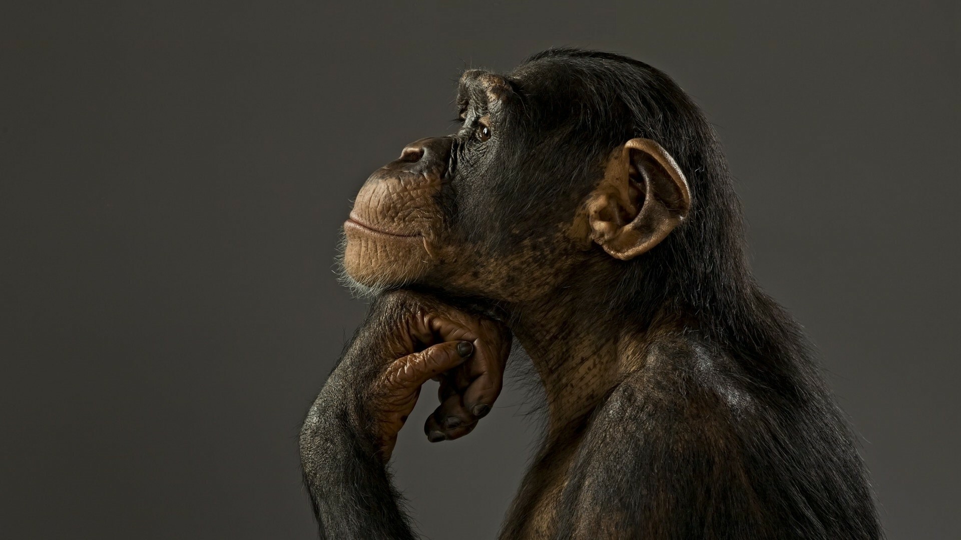 Profile, Apes Wallpaper, 1920x1080 Full HD Desktop