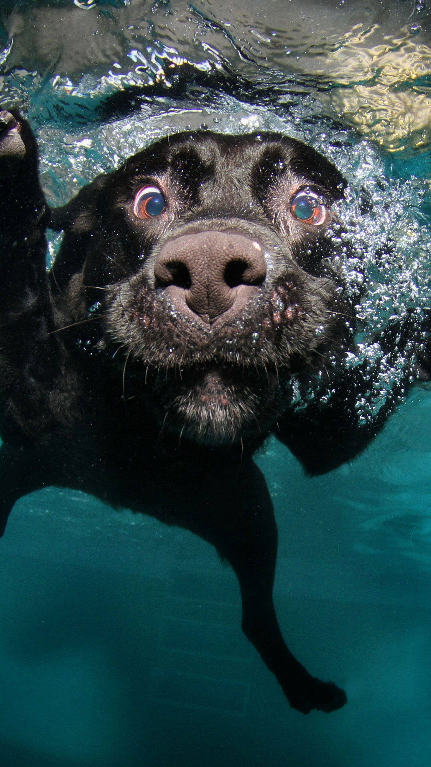 Adult Black Labrador, Underwater beauty, iPhone wallpaper, Captivating breed, 1440x2560 HD Phone