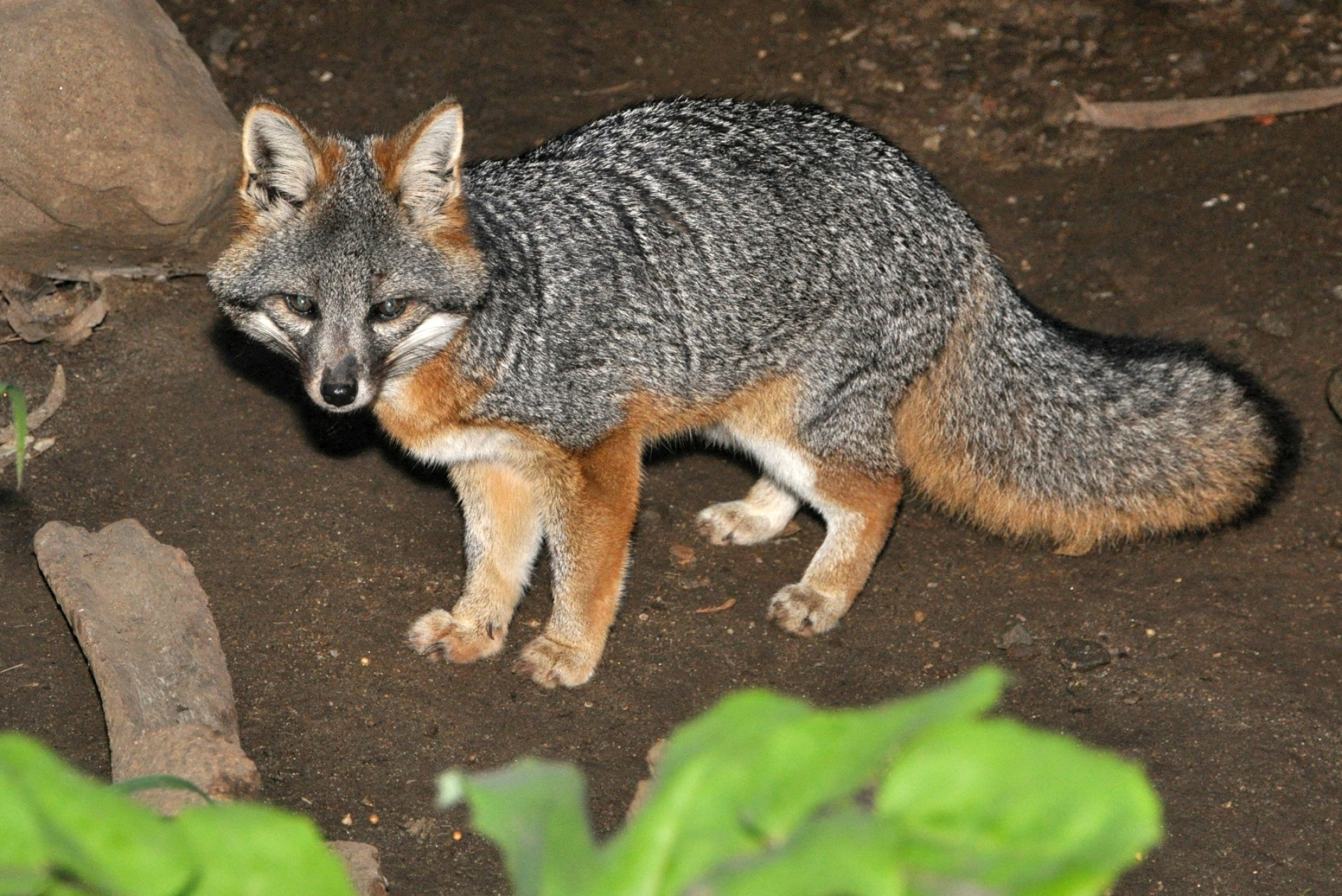 Gray Fox, Urocyon littoralis species, Island gray fox, Coastal fox variation, 2100x1410 HD Desktop