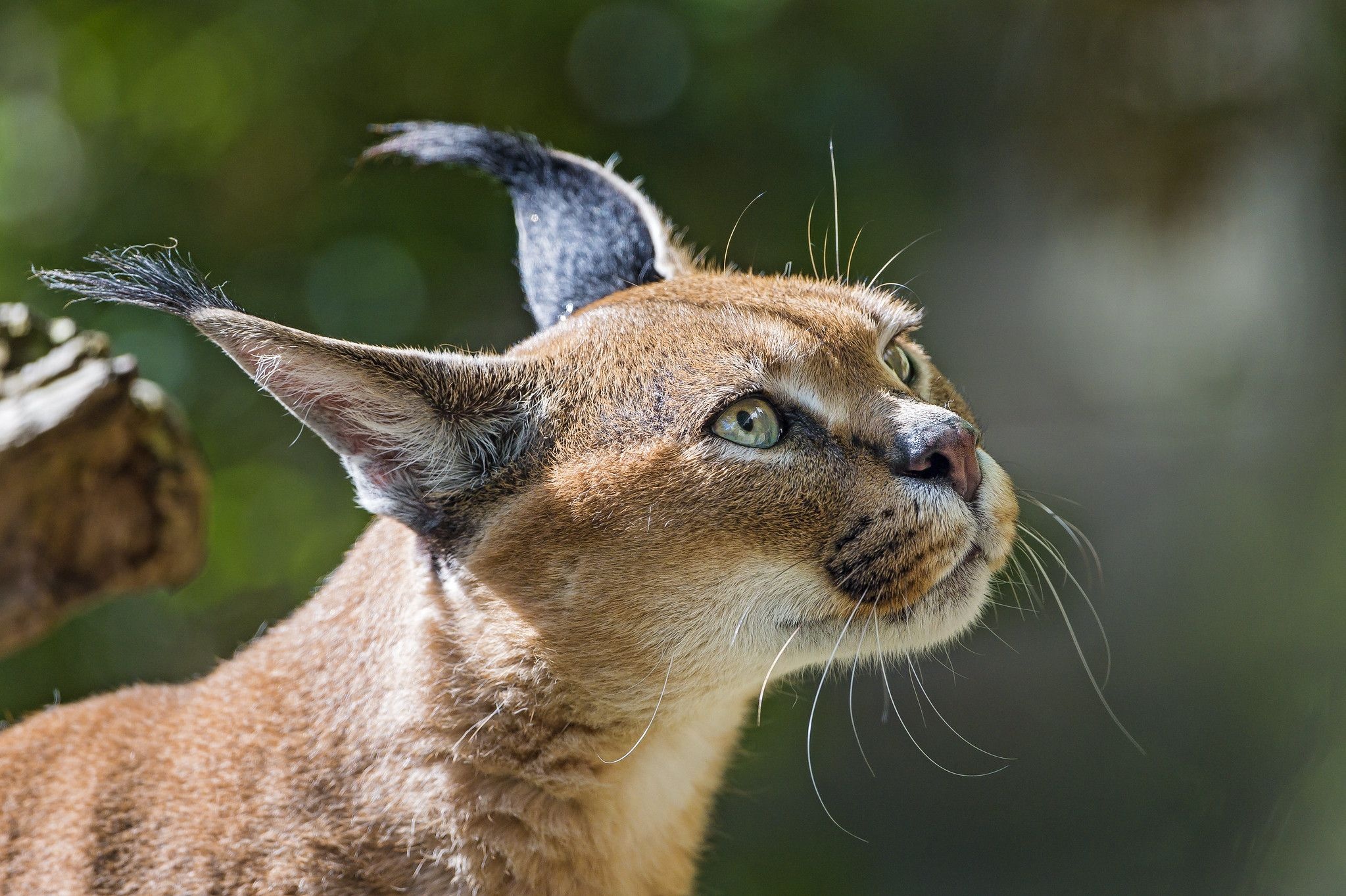 Golden sunlight, Desert dwelling, Elusive sand cat, Wild cat species, 2050x1370 HD Desktop