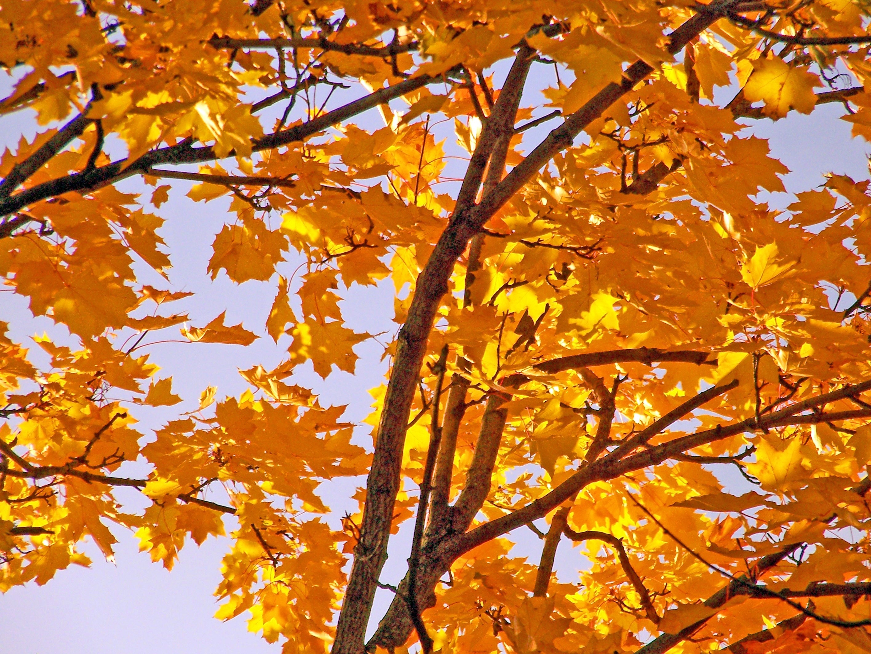 Maple trees and mountains, Free image, Nature, Peakpx, 2840x2130 HD Desktop