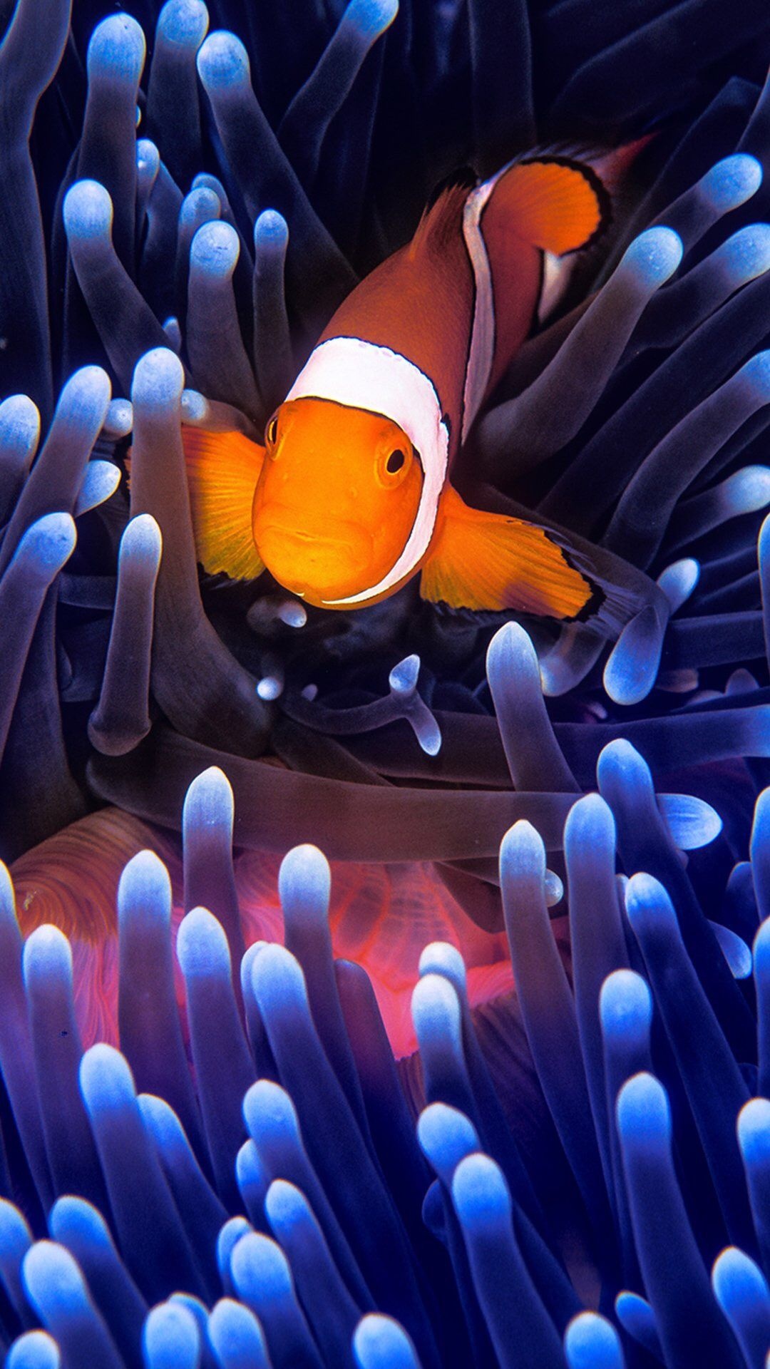 Clown Fish, Artistic representation, Tropical art style, Anemone-themed wallpapers, 1080x1920 Full HD Phone