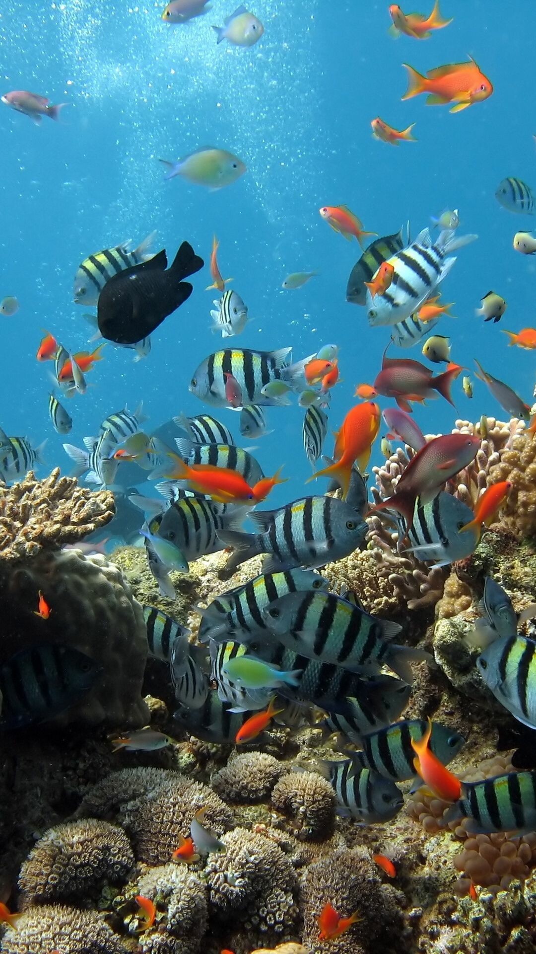 Great Barrier Reef, Submerged beauty, Oceanic exploration, Underwater serenity, 1080x1920 Full HD Phone