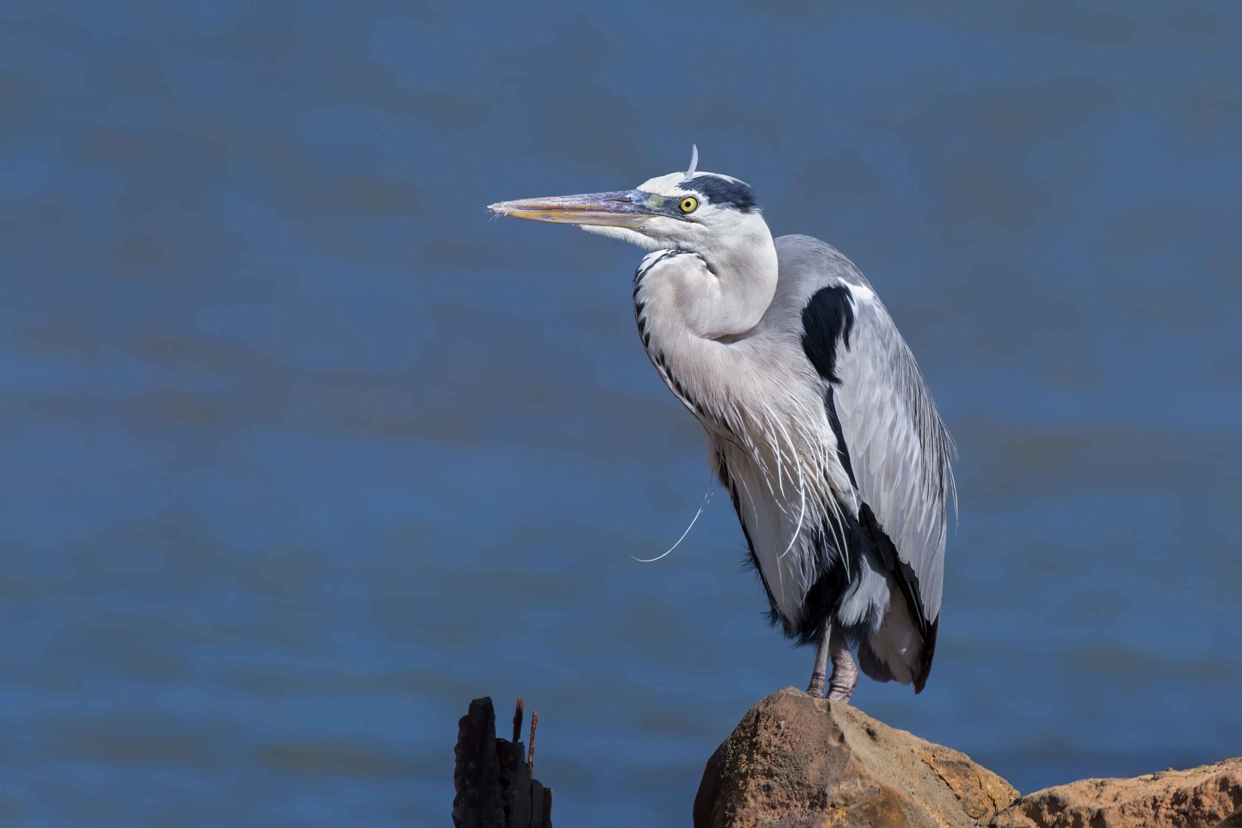 Big herons, Fishermen companions, Coastal bird, Heron symbolism, 2560x1710 HD Desktop