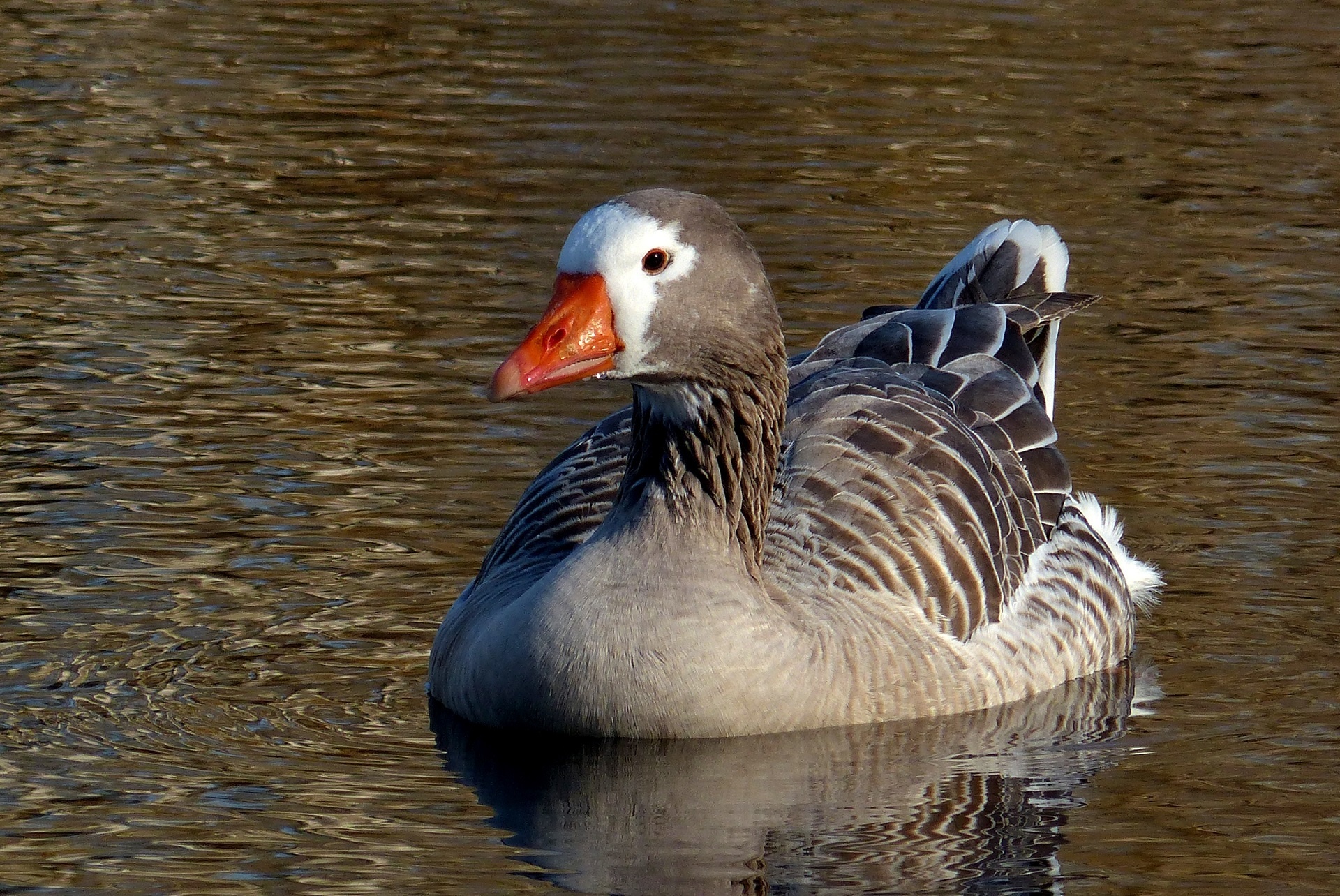 Pilgrim goose, Bird photography, Free download, High-resolution image, 1920x1290 HD Desktop