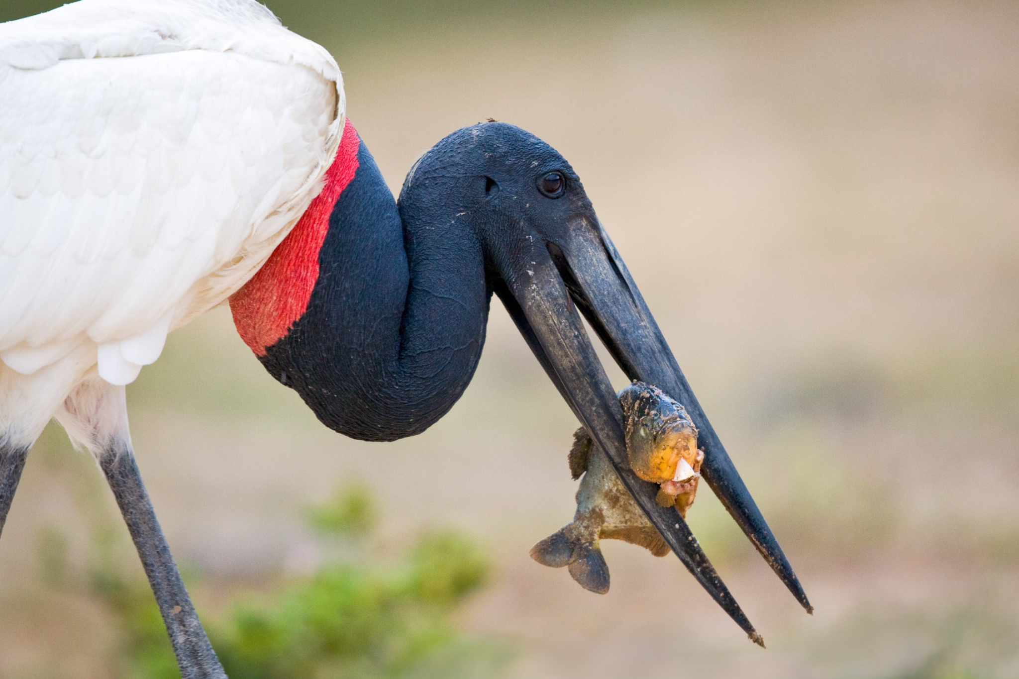 Jabiru, Fish-catching prowess, Nature's hunter, Burrard Lucas capture, 2050x1370 HD Desktop