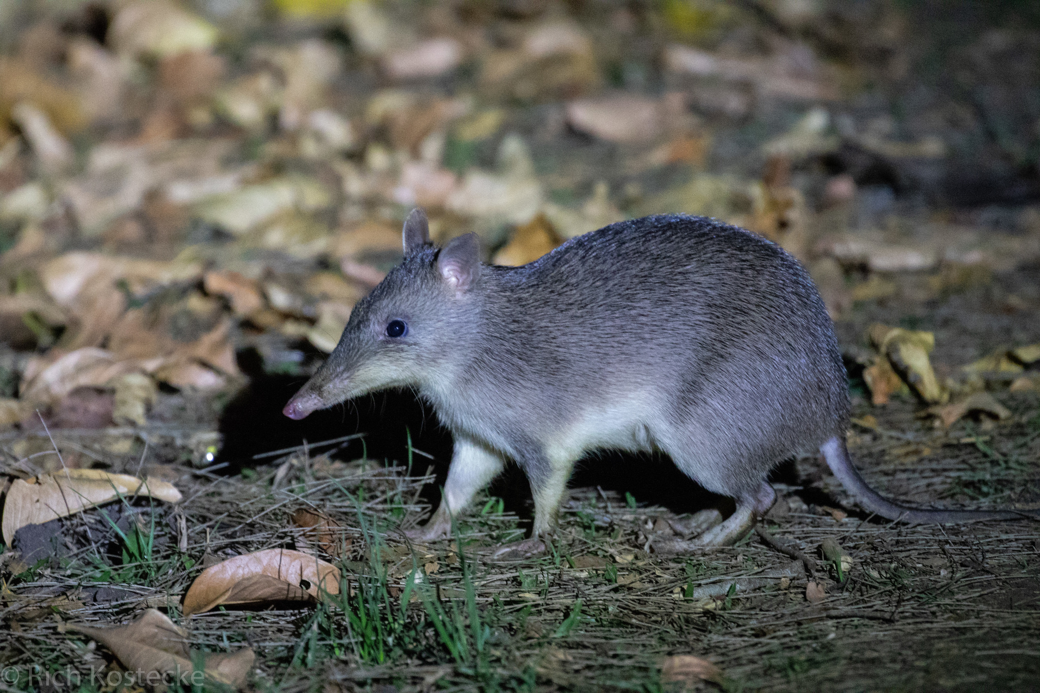 Long-nosed bandicoot, Unique species, Captivating imagery, Wildlife portrayal, 2050x1370 HD Desktop