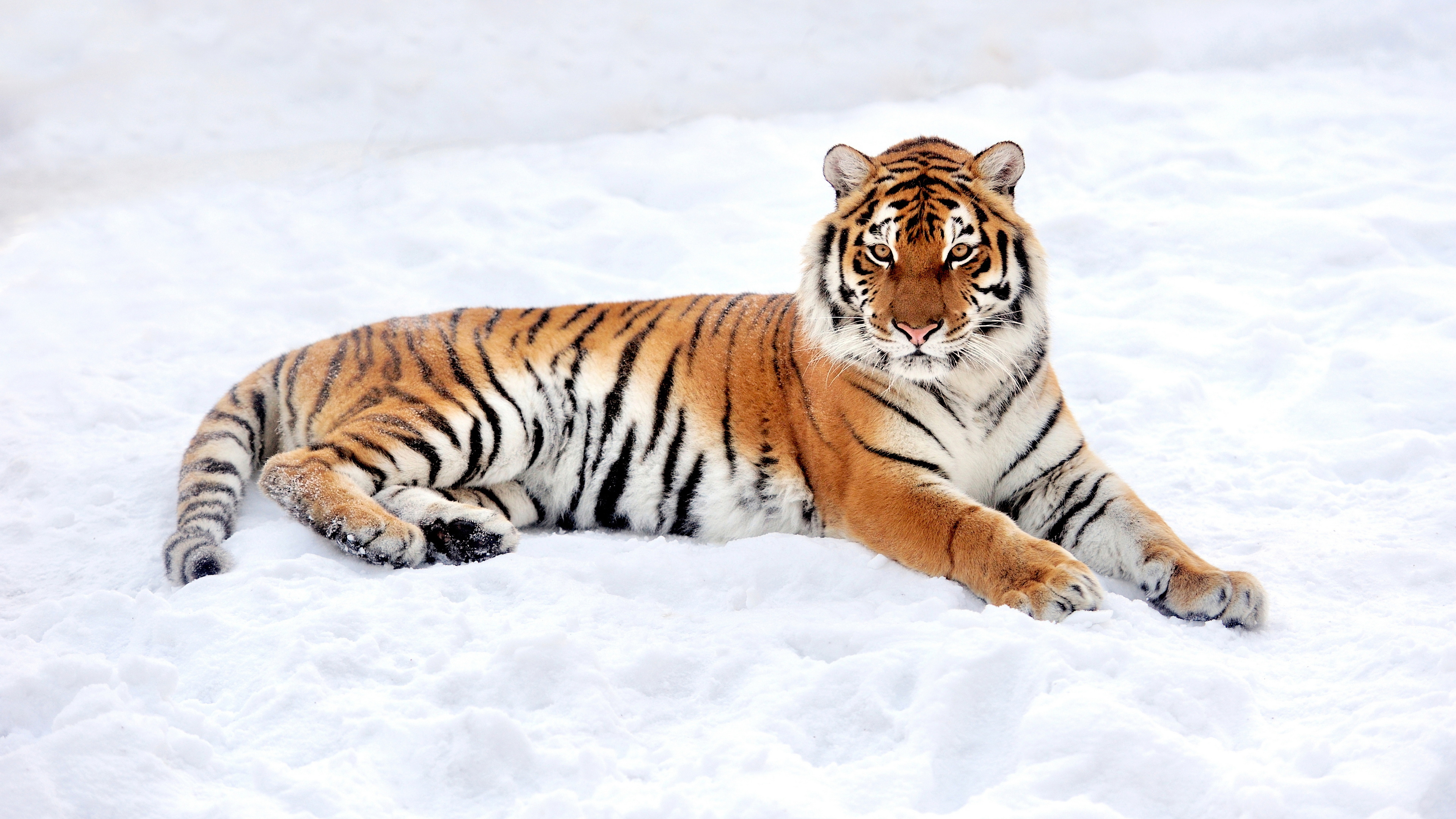 Tiger animals, Winter snow, Depth of field, Resolution id1296580, 3840x2160 4K Desktop