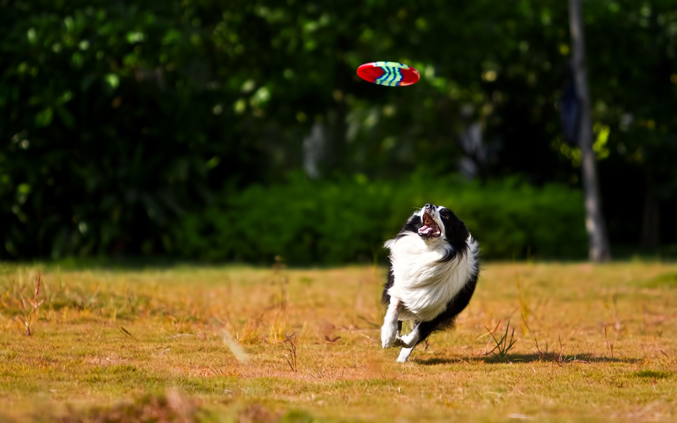 Flying disc sports, Border collie photos, Free download, Pexels stock, 2560x1600 HD Desktop